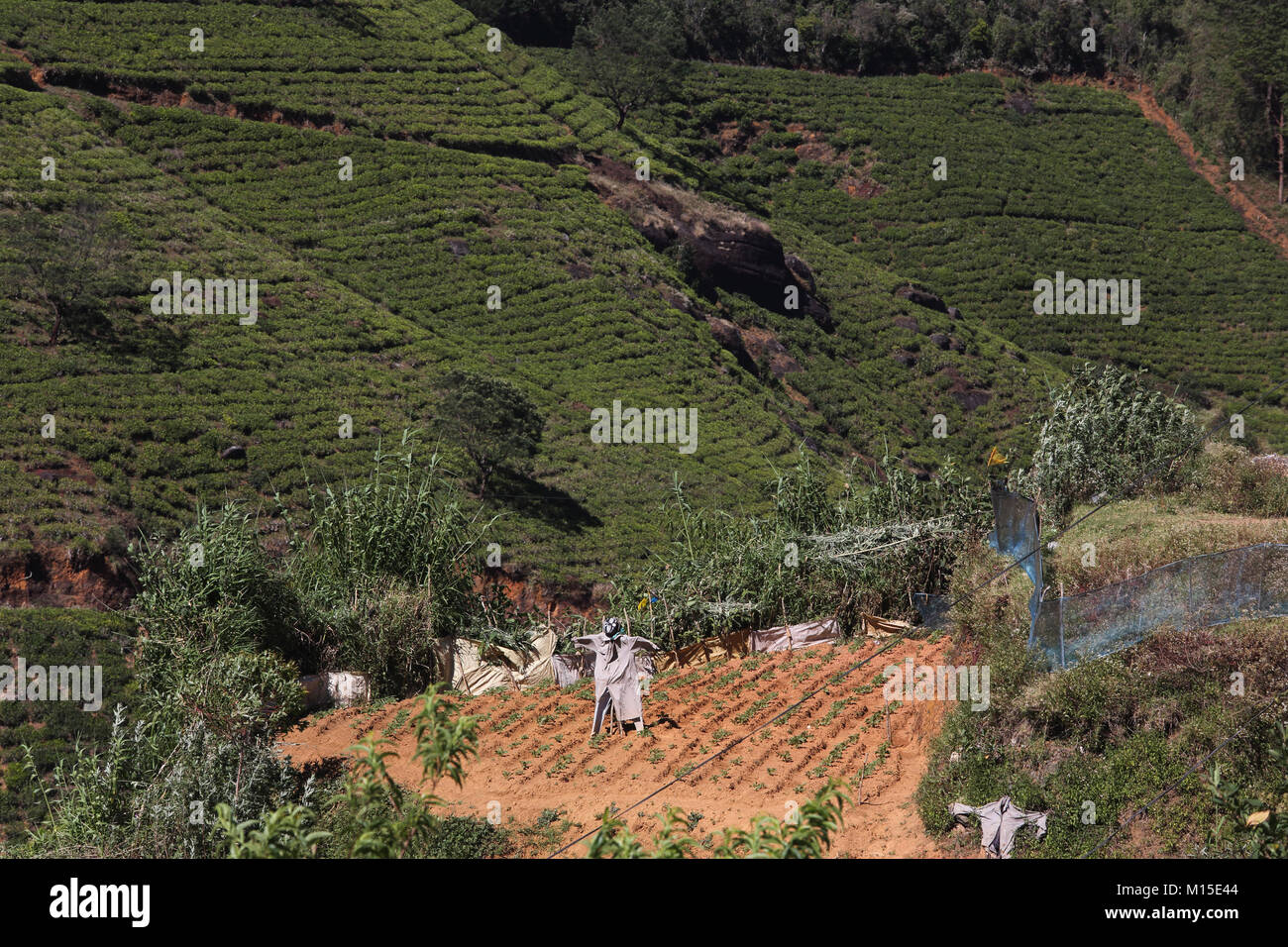 La piantagione di tè Nuwara Eliya hill country provincia centrale dello Sri lanka scarecrows sulla piccola azienda Foto Stock