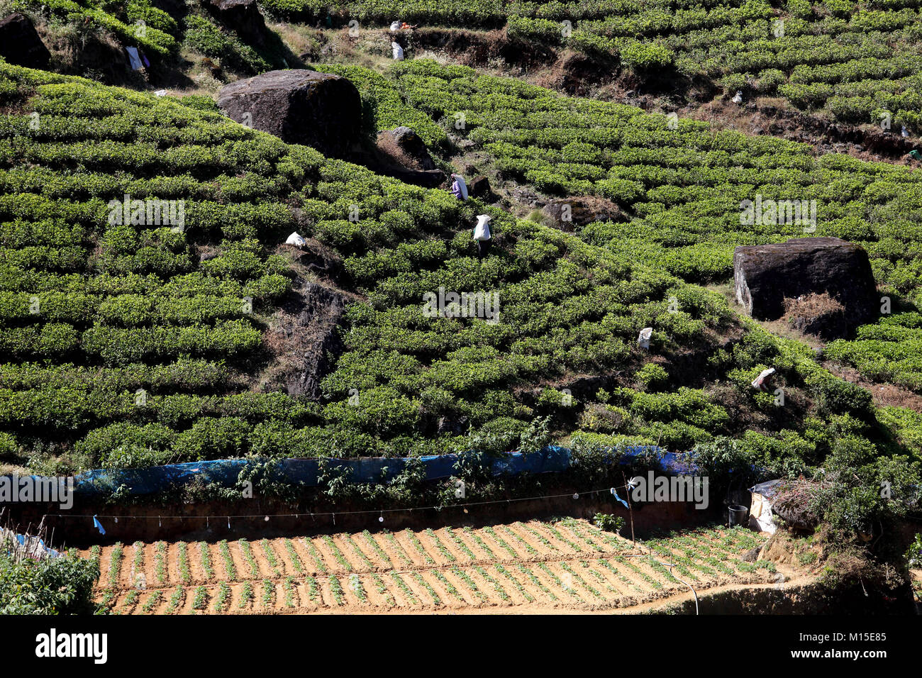 La piantagione di tè Nuwara Eliya hill country provincia centrale dello Sri lanka raccoglitori di tè Foto Stock