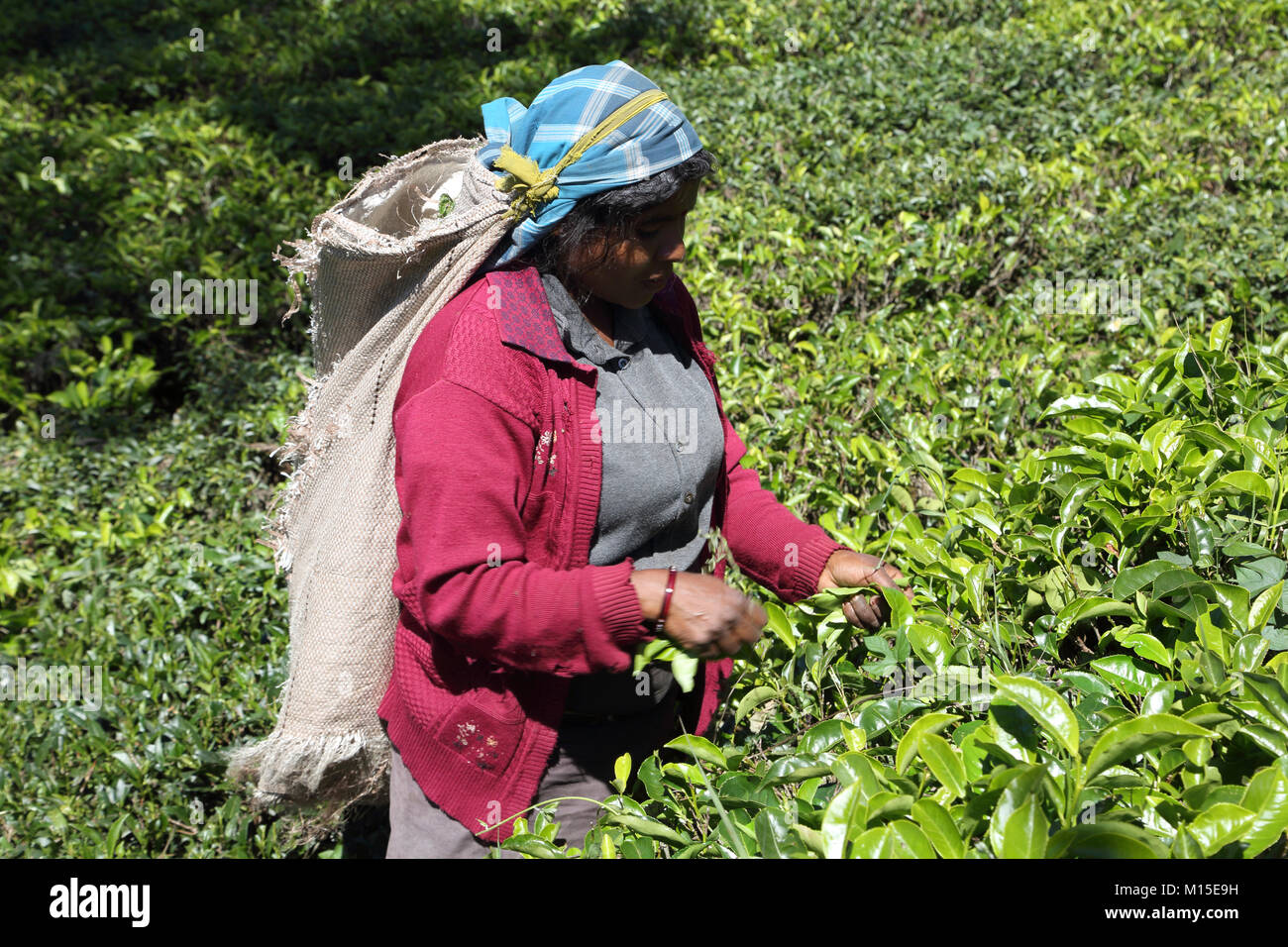 La piantagione di tè Nuwara Eliya Hill Country provincia centrale dello Sri Lanka raccoglitrice di tè Foto Stock