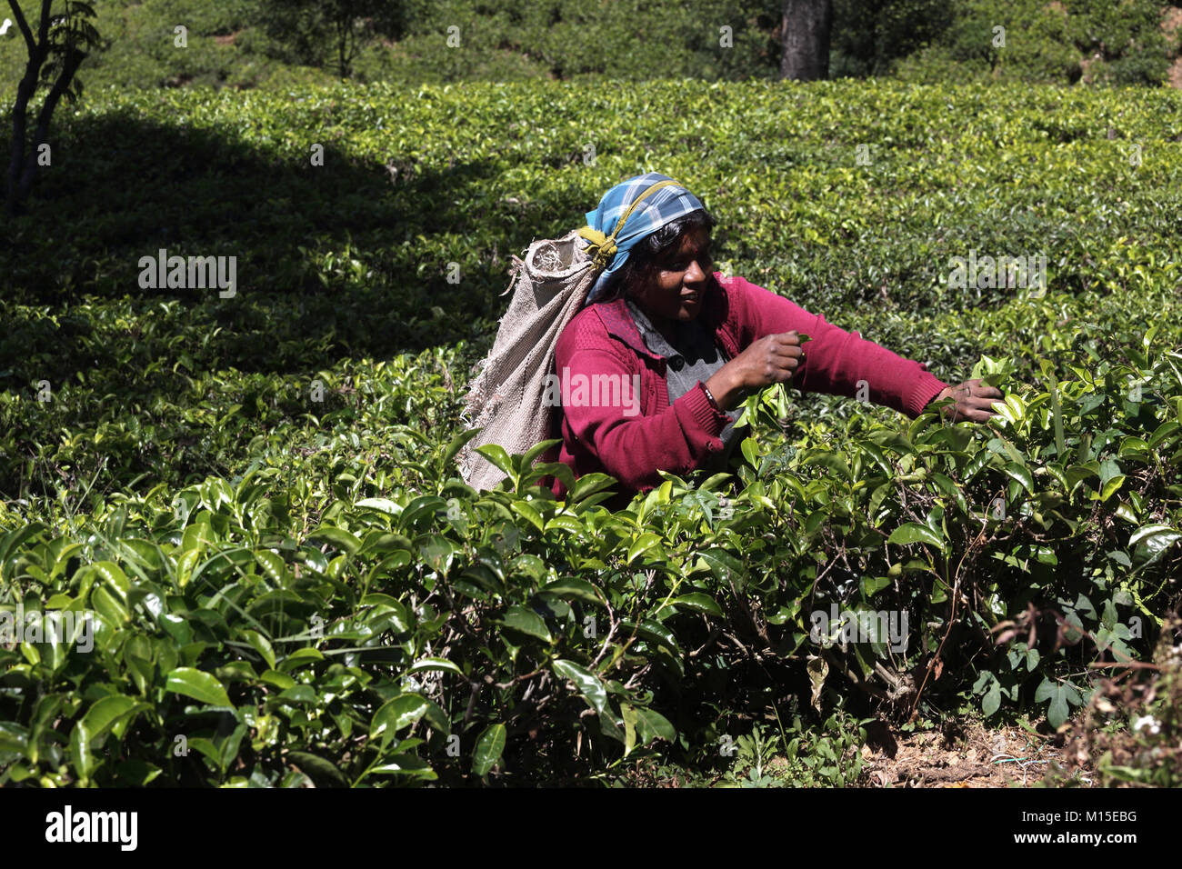 La piantagione di tè Nuwara Eliya Hill Country provincia centrale dello Sri Lanka raccoglitrice di tè Foto Stock
