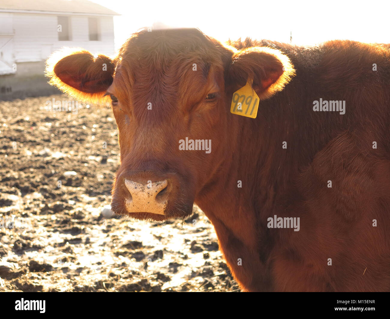 Brown Angus bestiame in una fattoria Foto Stock