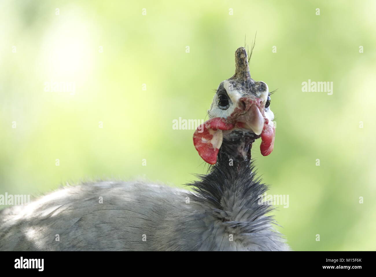 Le faraone uccello grigio con macchie bianche contro uno sfondo verde al di fuori su di un giorno di primavera Foto Stock