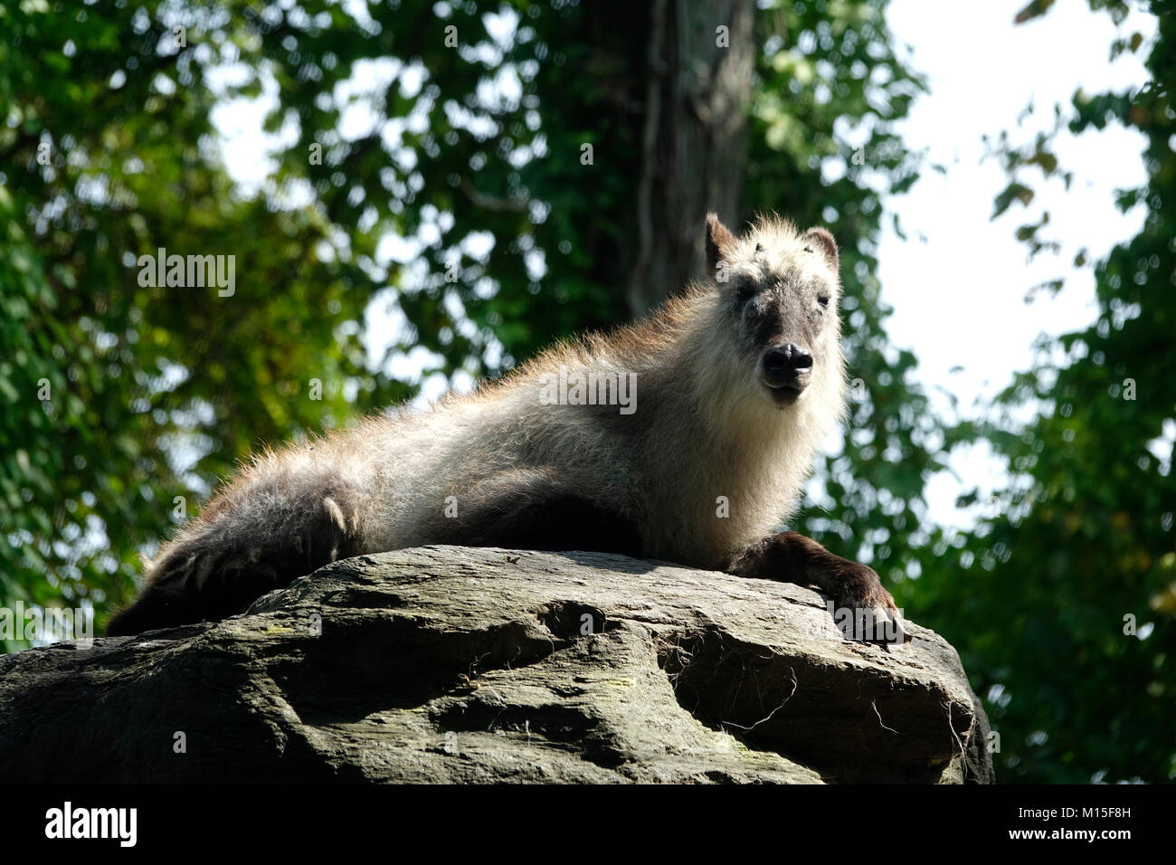 Serow giapponesi in appoggio su di una roccia in una giornata di sole Foto Stock