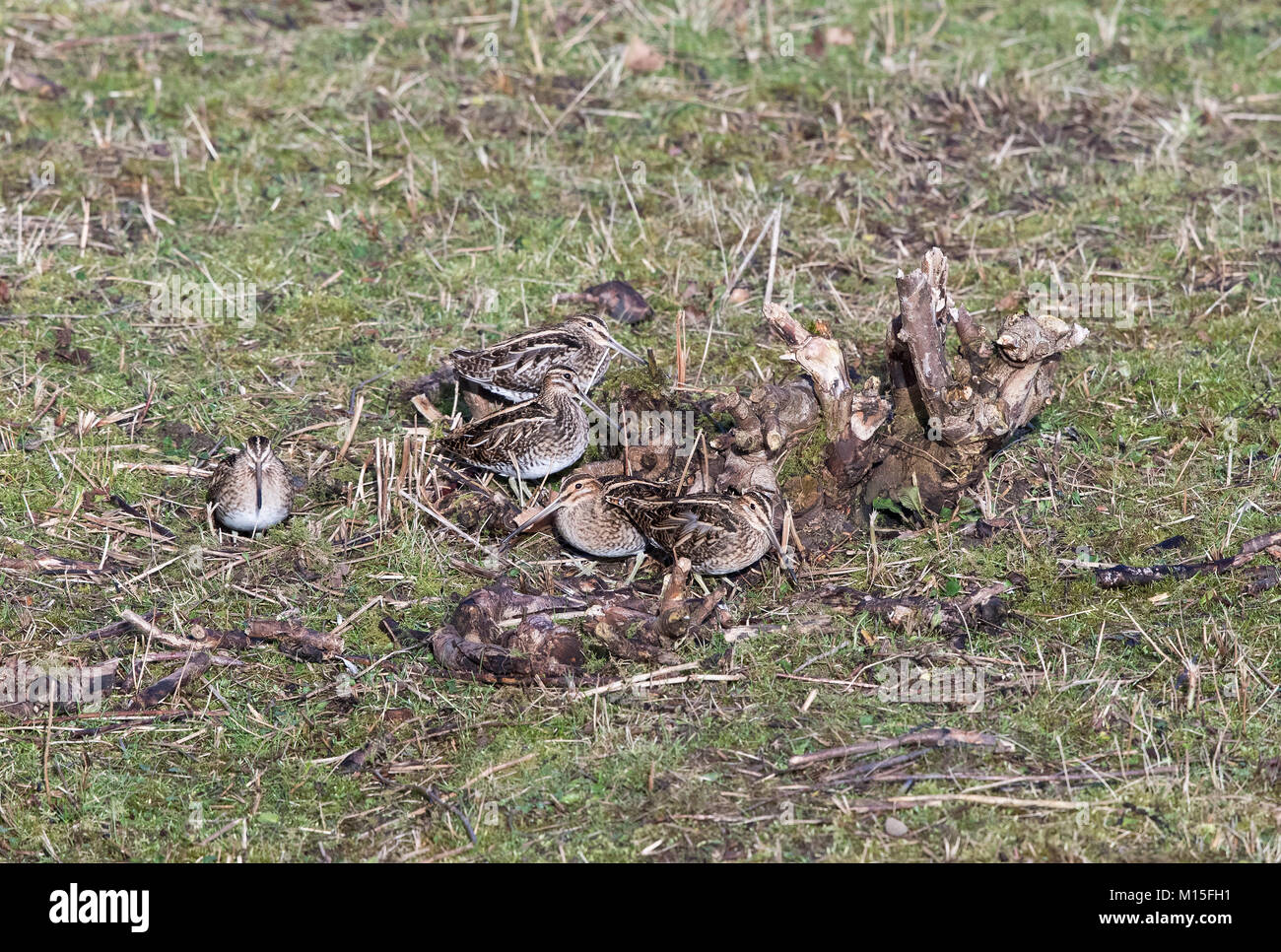 Beccaccino in inverno il sole, Gallinago gallinago, Galles Foto Stock
