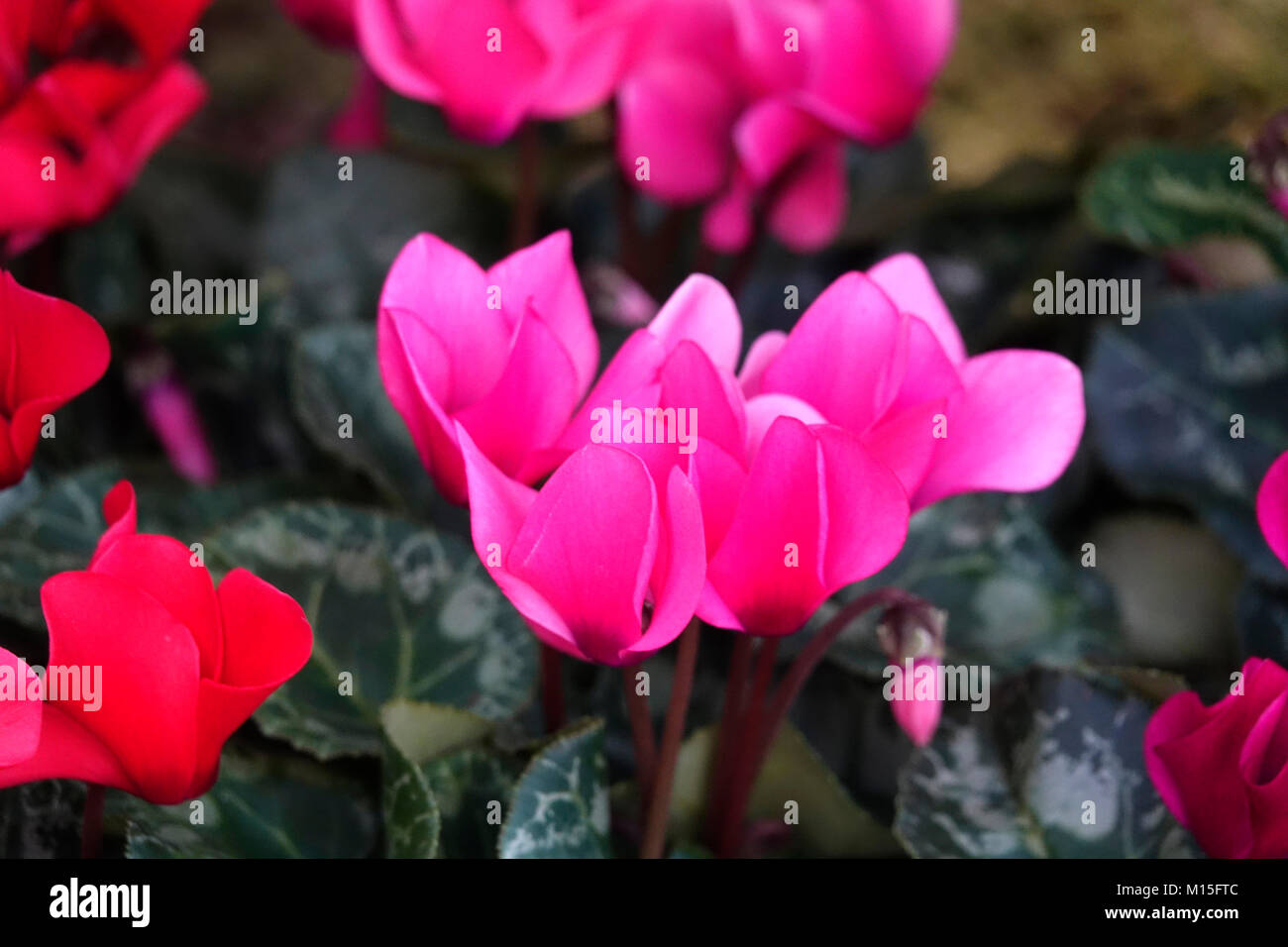 Un mazzetto di rosa fucsia e Red Cyclamens Foto Stock