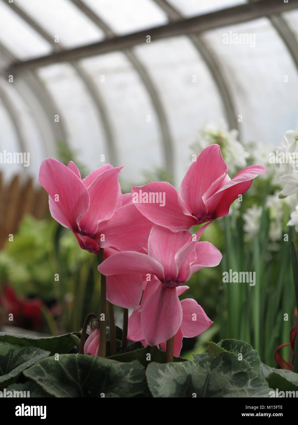 Cyclamens rosa in una casa verde Foto Stock