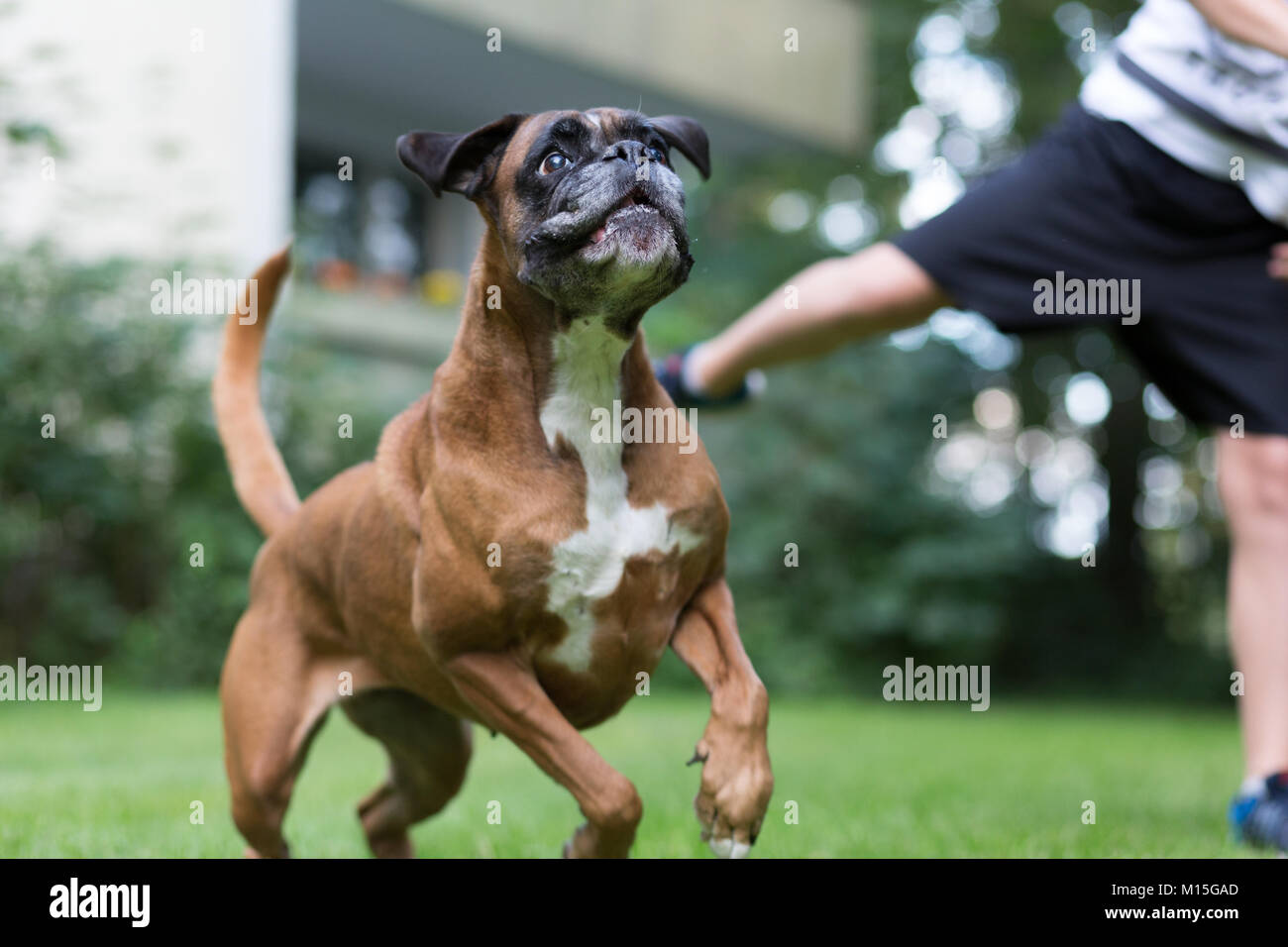 Cane boxer giocando Foto Stock