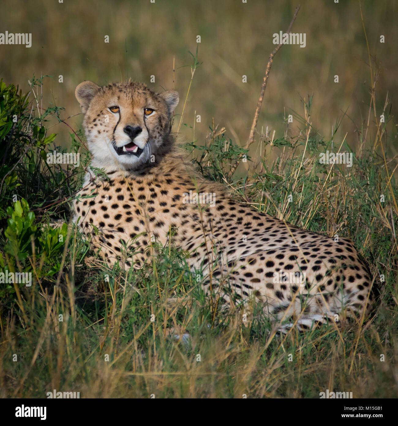 Giovani cheetah esce da un pisolino pomeridiano. Foto Stock