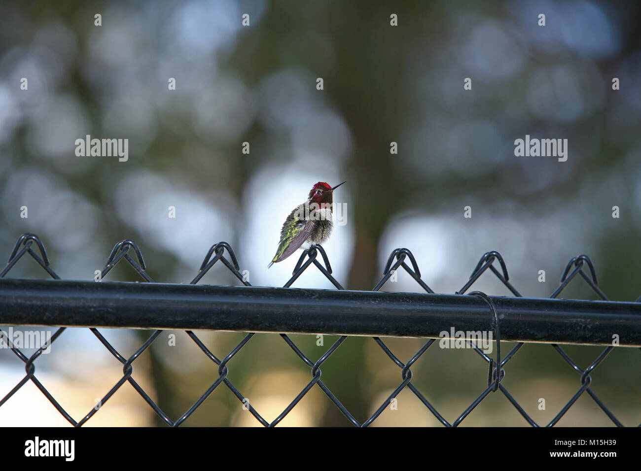 Hummingbird in appoggio sulla catena collegamento recinto in Laguna Niguel CA Foto Stock