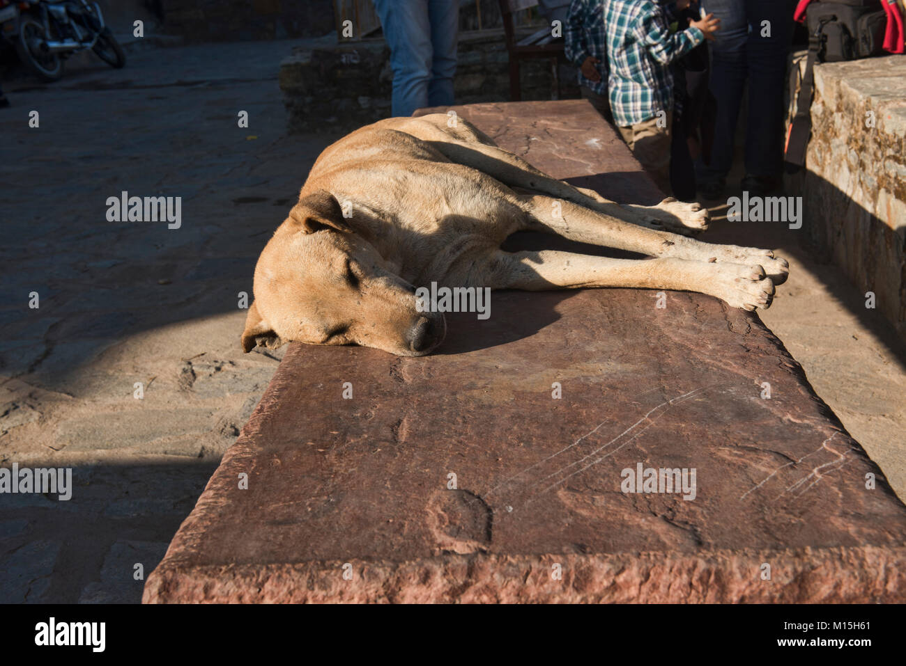 Lasciare i cani a pelo giacciono, Kumbhalgarh, Rajasthan, India Foto Stock