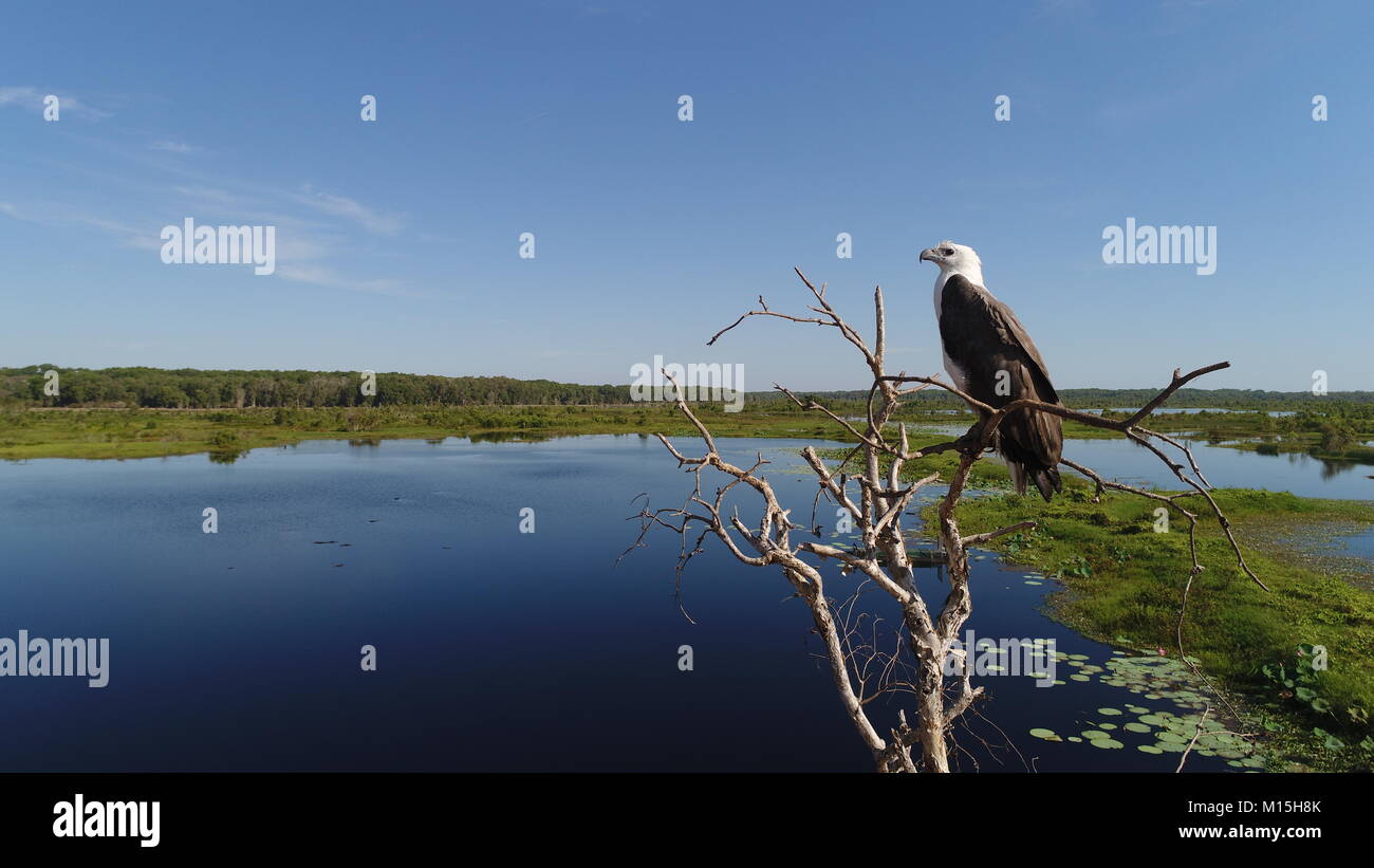 Un australiano sea eagle a guardare oltre il suo territorio. Il poise egli viene visualizzato in presenza di un ronzio drone è riservato unicamente per l'apice predatori. Foto Stock