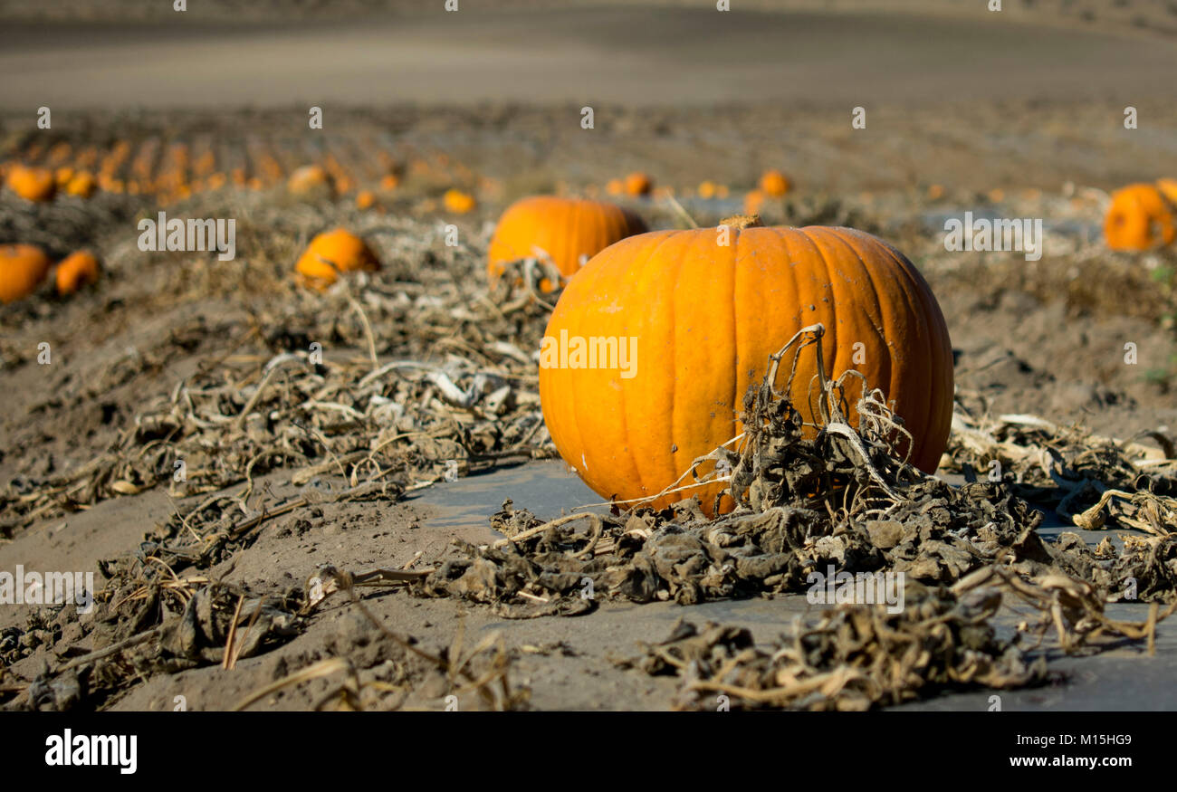 Zucca Patch nel mese di dicembre Foto Stock