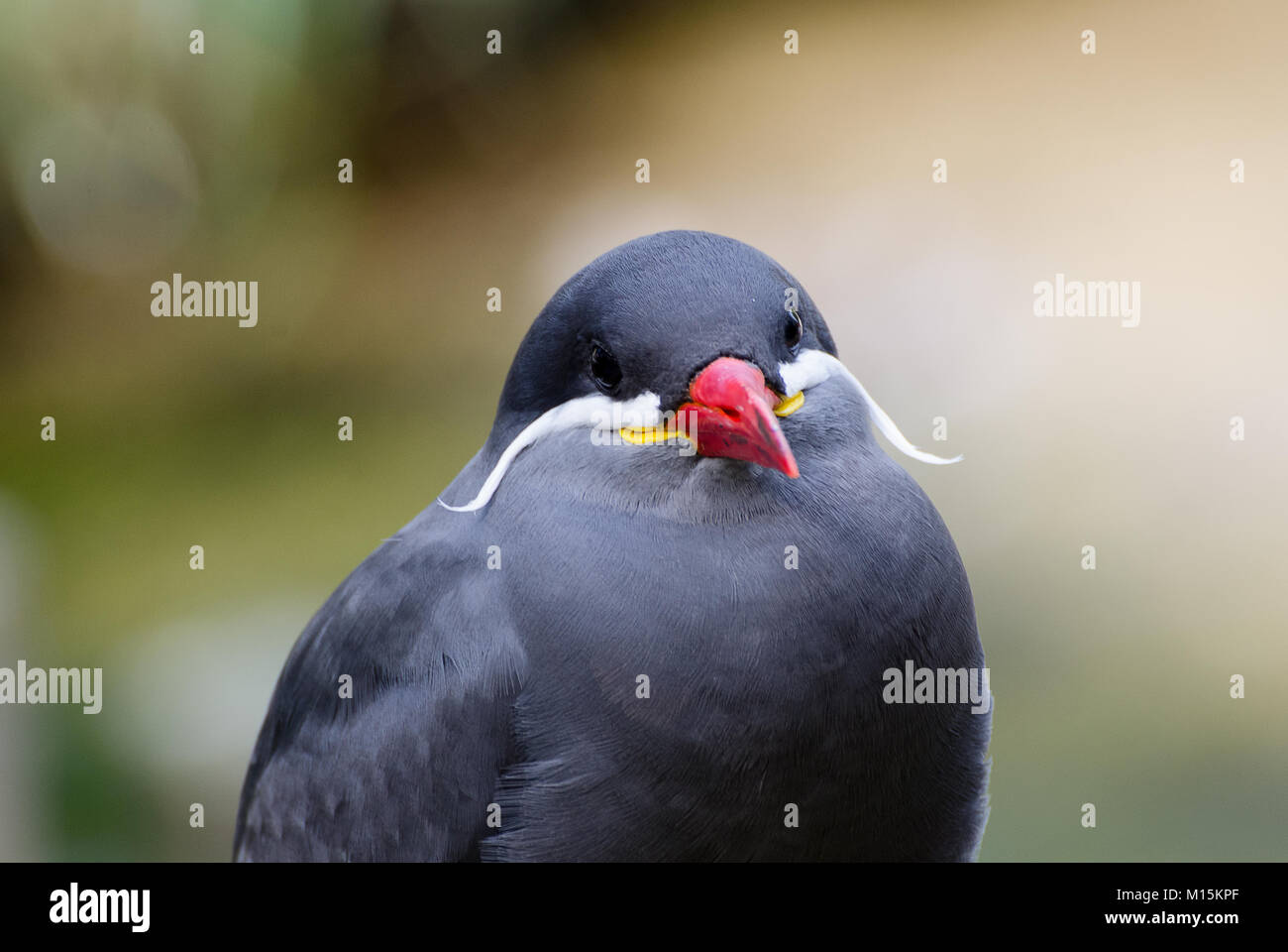 Testa del inca tern con vista frontale Foto Stock