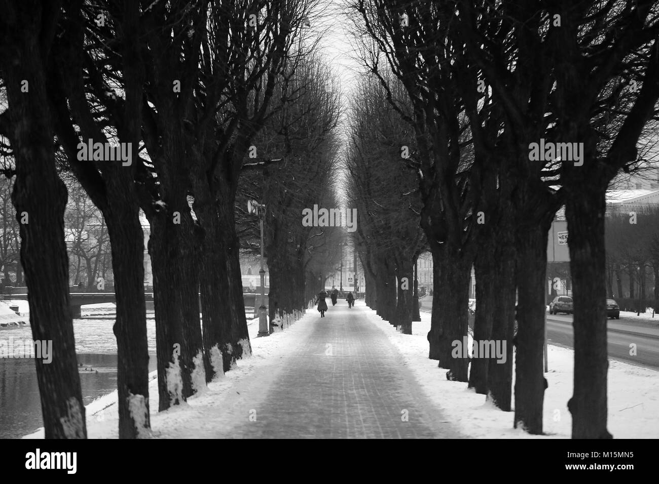 Foto paesaggio bianco e nero alley con alberi in inverno Foto Stock
