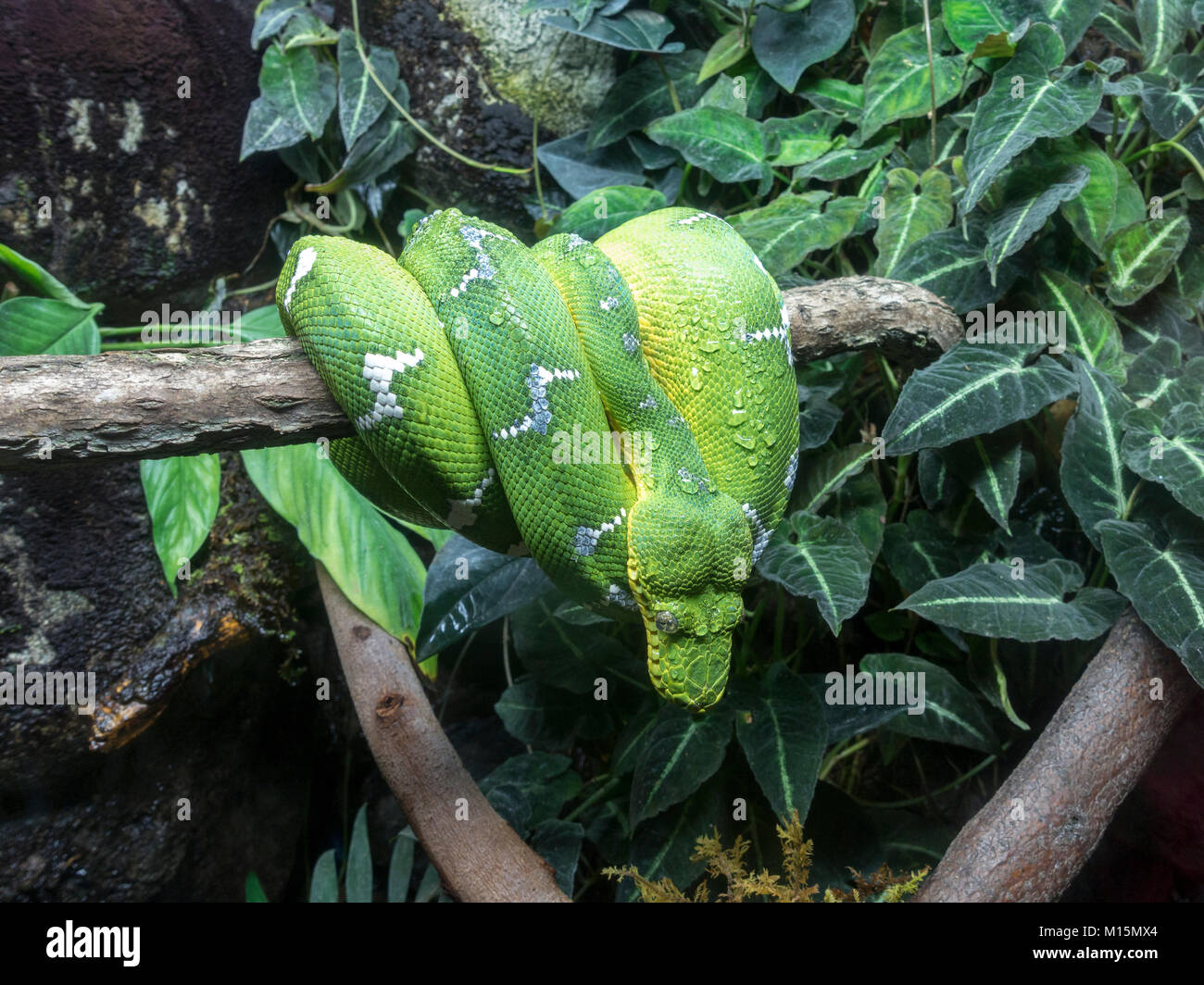 Emerald tree boa sul display nella National Aquarium di Baltimora, Maryland, Stati Uniti. Foto Stock