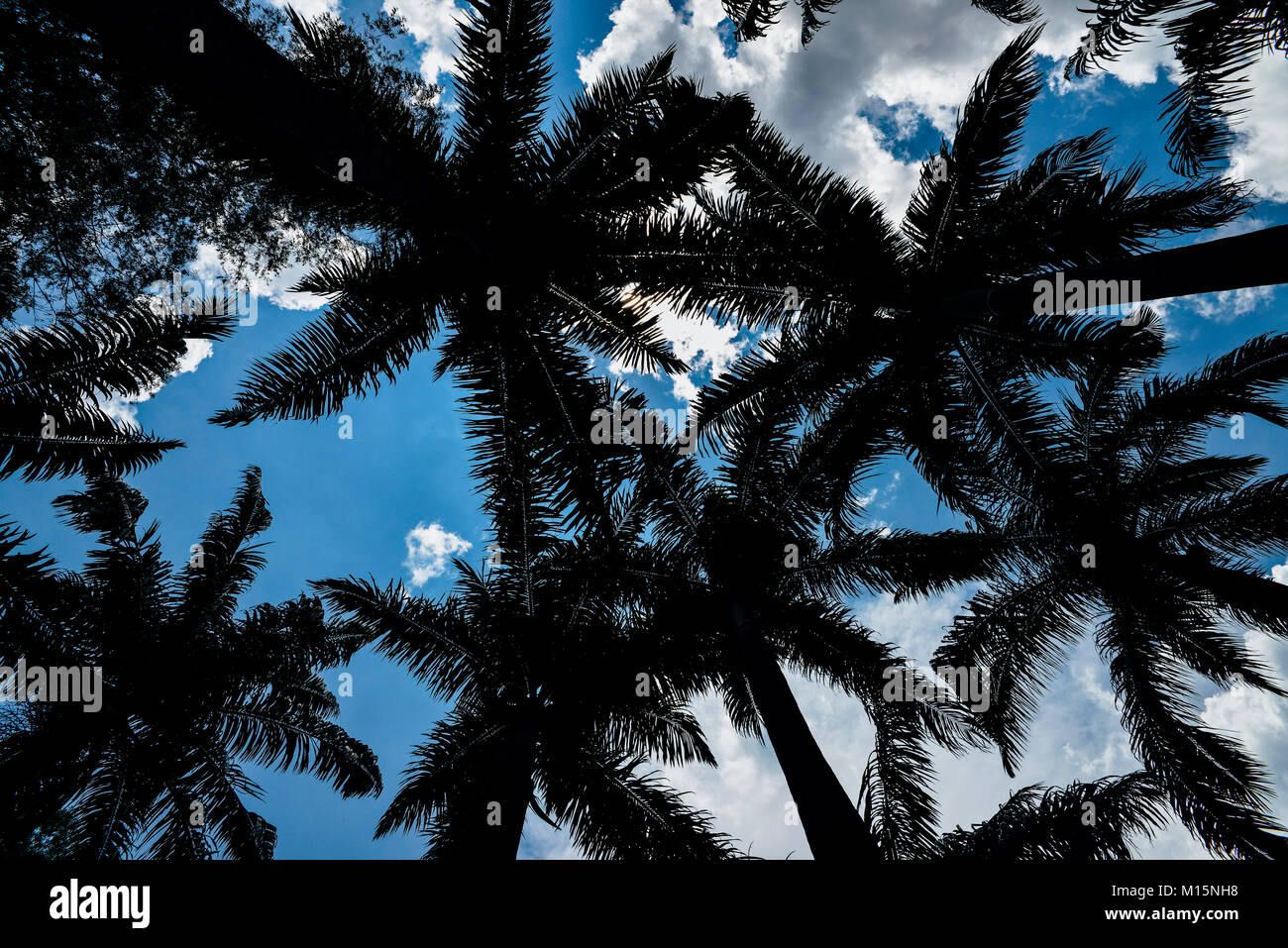 Ricerca di prospettiva di palme e cielo blu, il concetto di sfondo Foto Stock