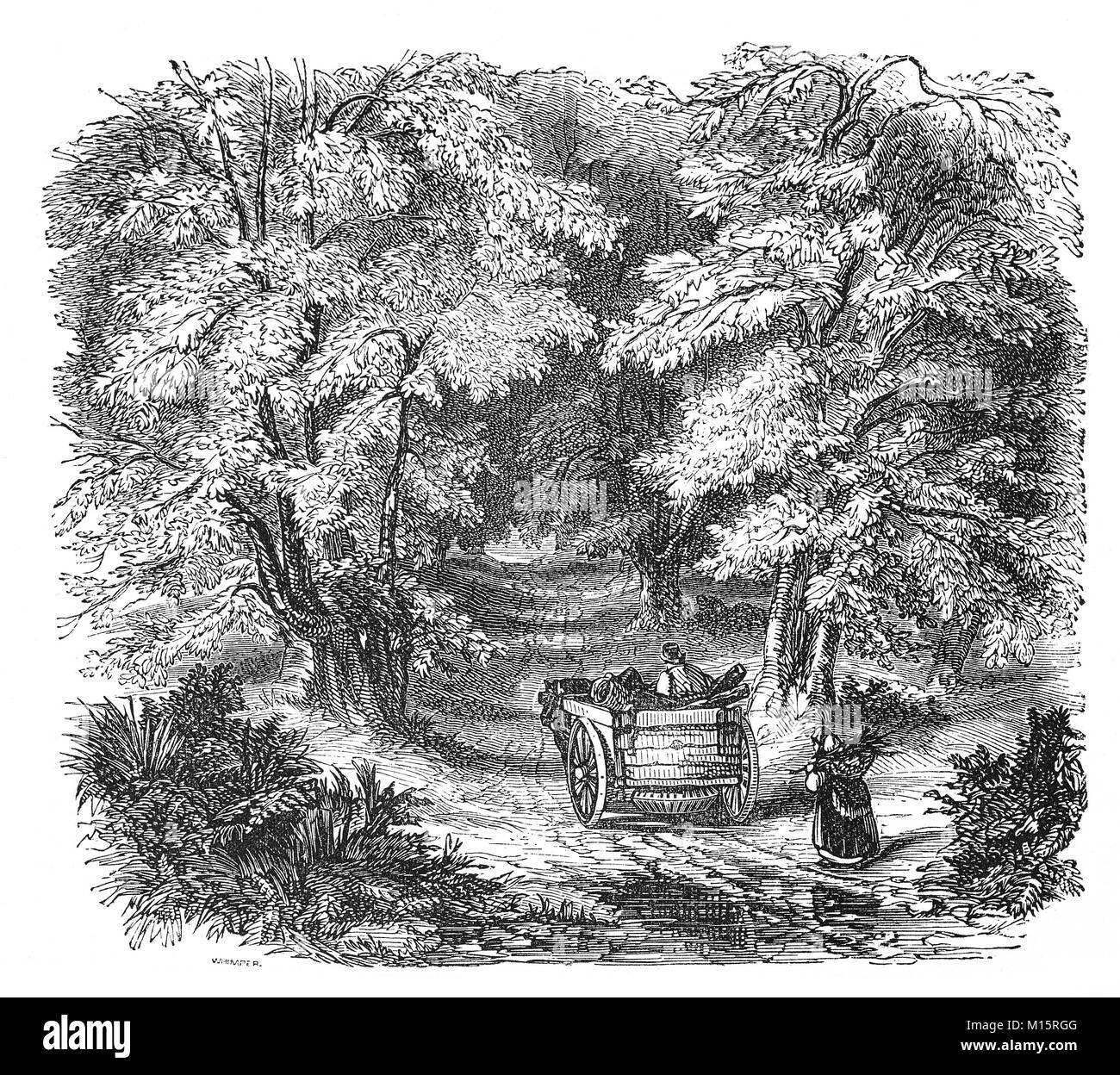 La raccolta di legna da ardere nel XIV secolo Burnham Beeches, a ovest di Farnham Common nel villaggio di Burnham, Buckinghamshire, Inghilterra. Foto Stock