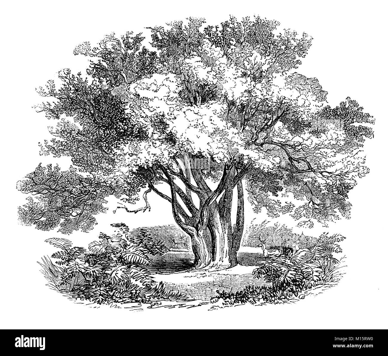 L'originale Glastonbury Thorn Tree è una forma di biancospino, trovato in ed intorno a Glastonbury, Somerset, Inghilterra. Esso è associato con leggende su Giuseppe di Arimatea che secondo la leggenda, visitato Glastonbury con il Santo Graal e spinta ed il suo staff in Wearyall Hill, che poi è cresciuto nell'originale thorn tree. Il 'originale' Glastonbury thorn è stato abbattuto e bruciato come una reliquia della superstizione durante la Guerra Civile Inglese. Foto Stock