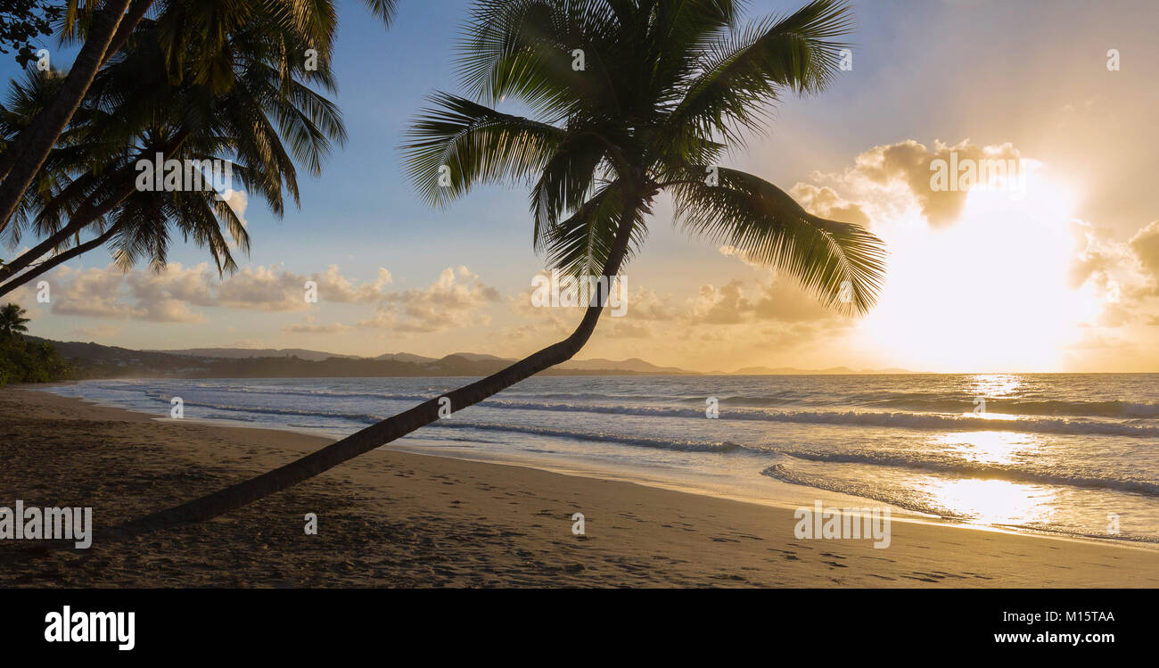 Tramonto, Paradise beach e palme, Martinica isola. Foto Stock