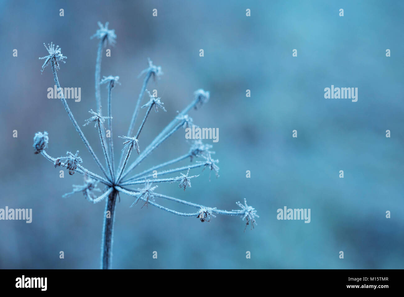 Heracleum cow-orate .l'impianto su un prato è coperto da frosty brina Foto Stock