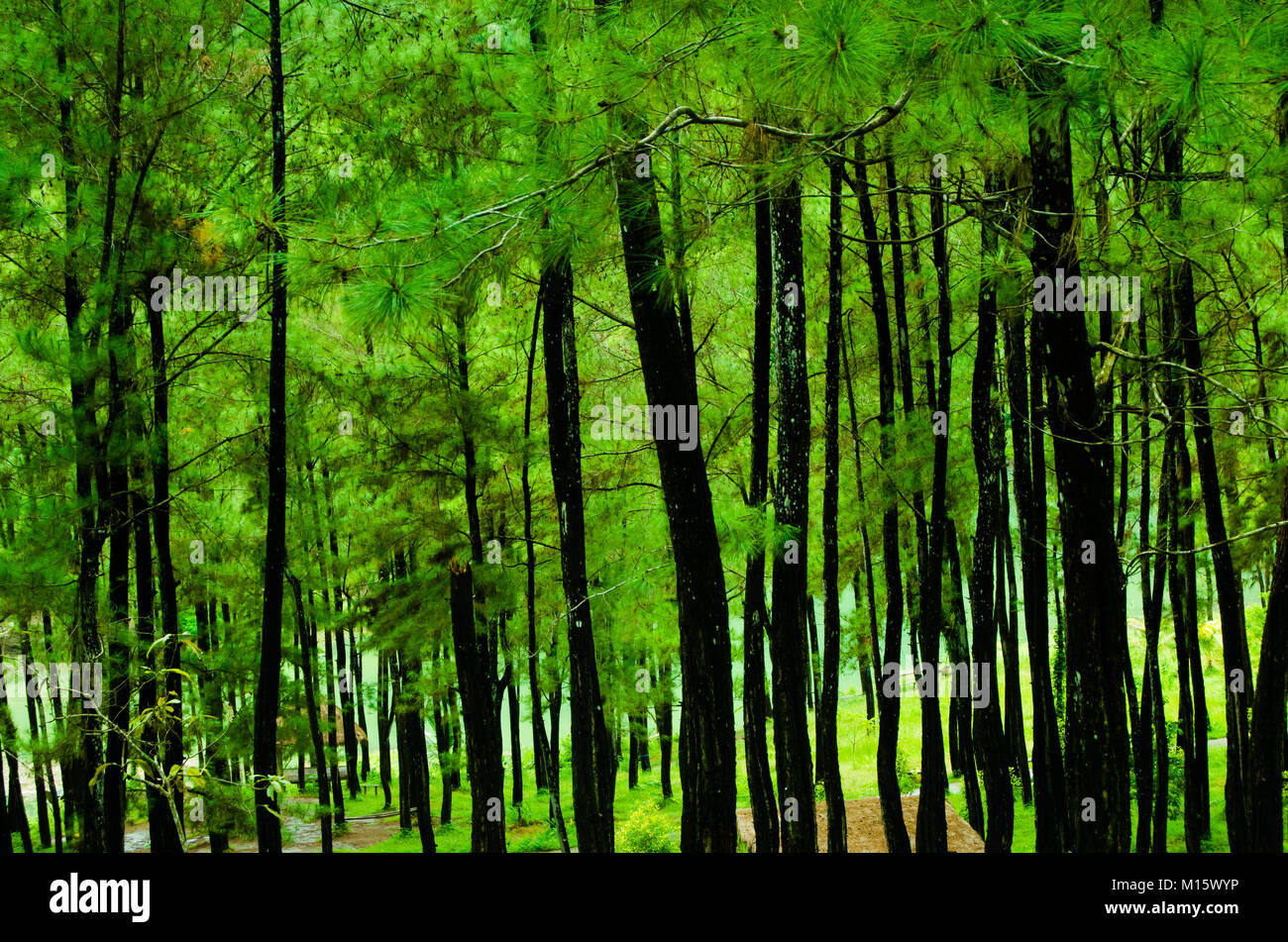 Il percorso nel mezzo della foresta di pini putri maron park Foto Stock