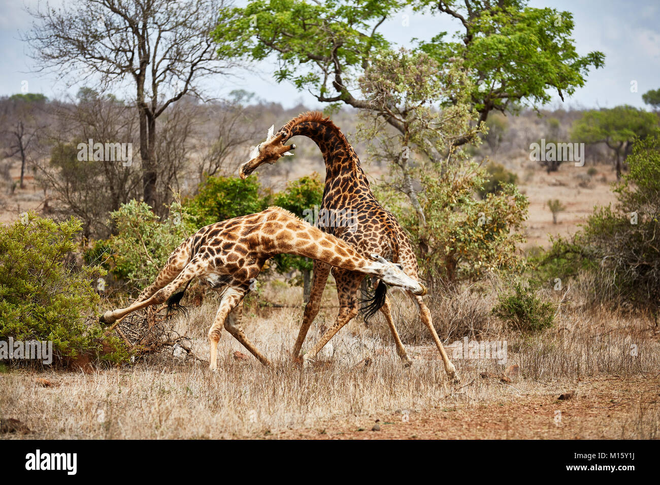 Le giraffe meridionale (Giraffa giraffa giraffa),combattimenti maschi,Kruger National Park, Sud Africa Foto Stock