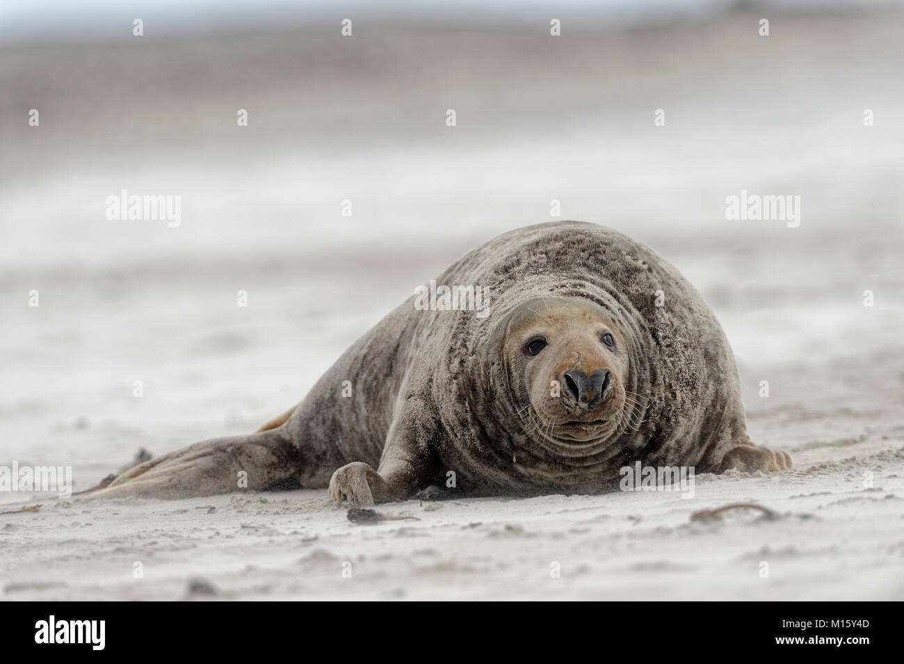Guarnizione grigio (Halichoerus grypus),il maschio, bull sulla spiaggia sabbiosa,isola di dune,Helgoland,Schleswig-Holstein, Germania Foto Stock