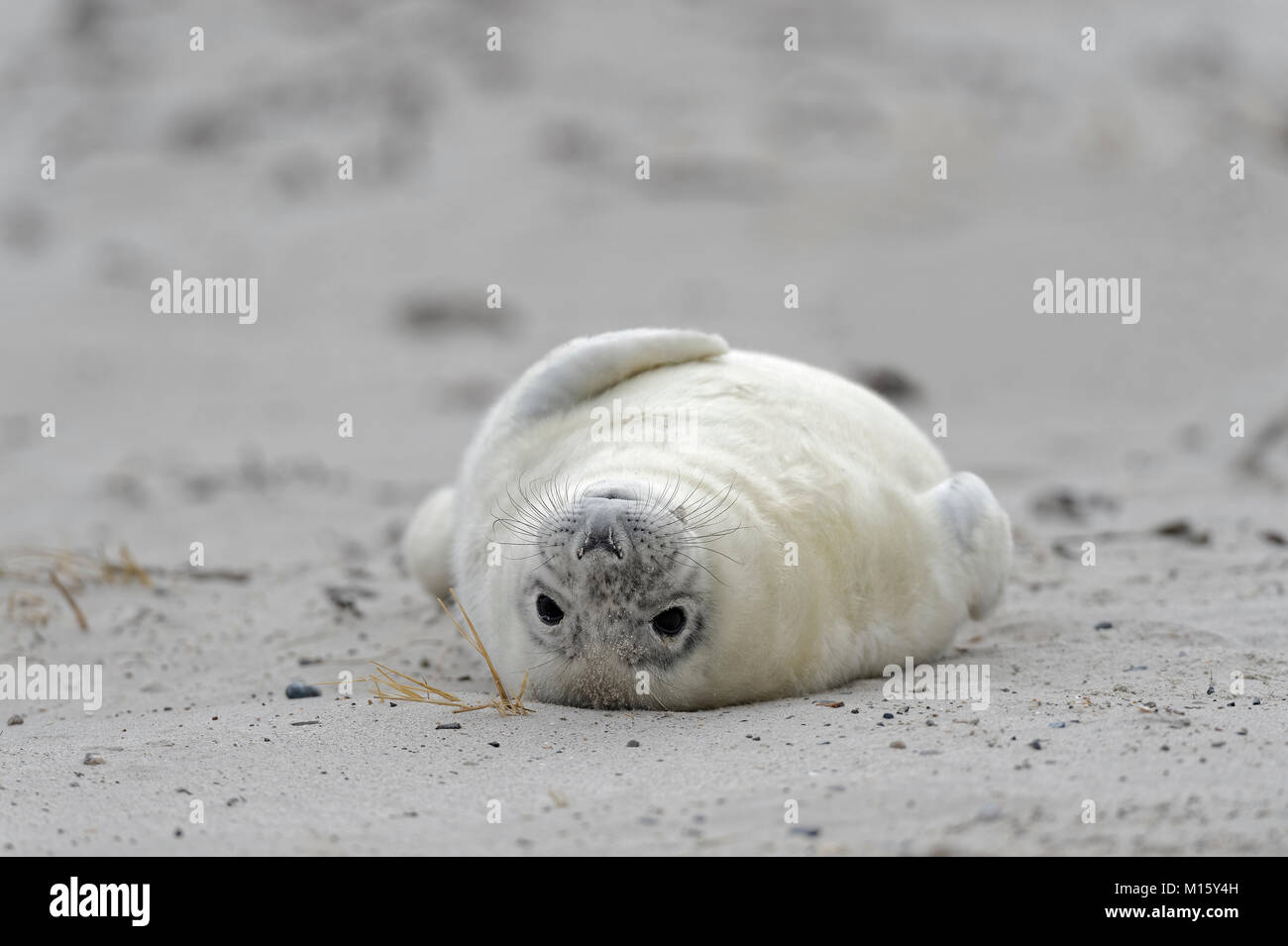 Guarnizione grigio (Halichoerus grypus),giovane animale in bianco capelli embrionale o Lanugo,si trova sul retro presso la spiaggia di sabbia Foto Stock
