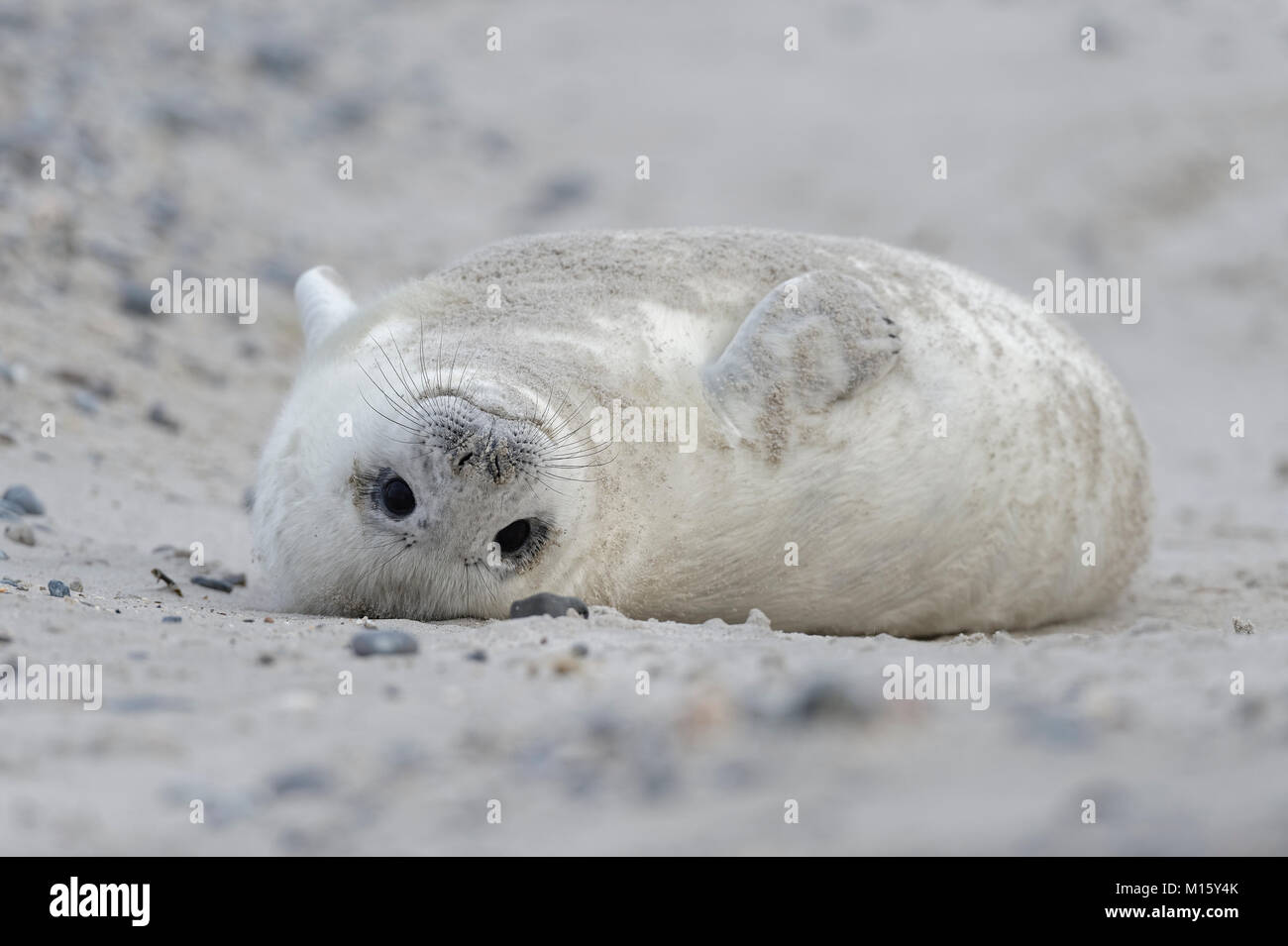 Guarnizione grigio (Halichoerus grypus),giovane animale in bianco capelli embrionale o Lanugo,si trova sul retro presso la spiaggia di sabbia Foto Stock