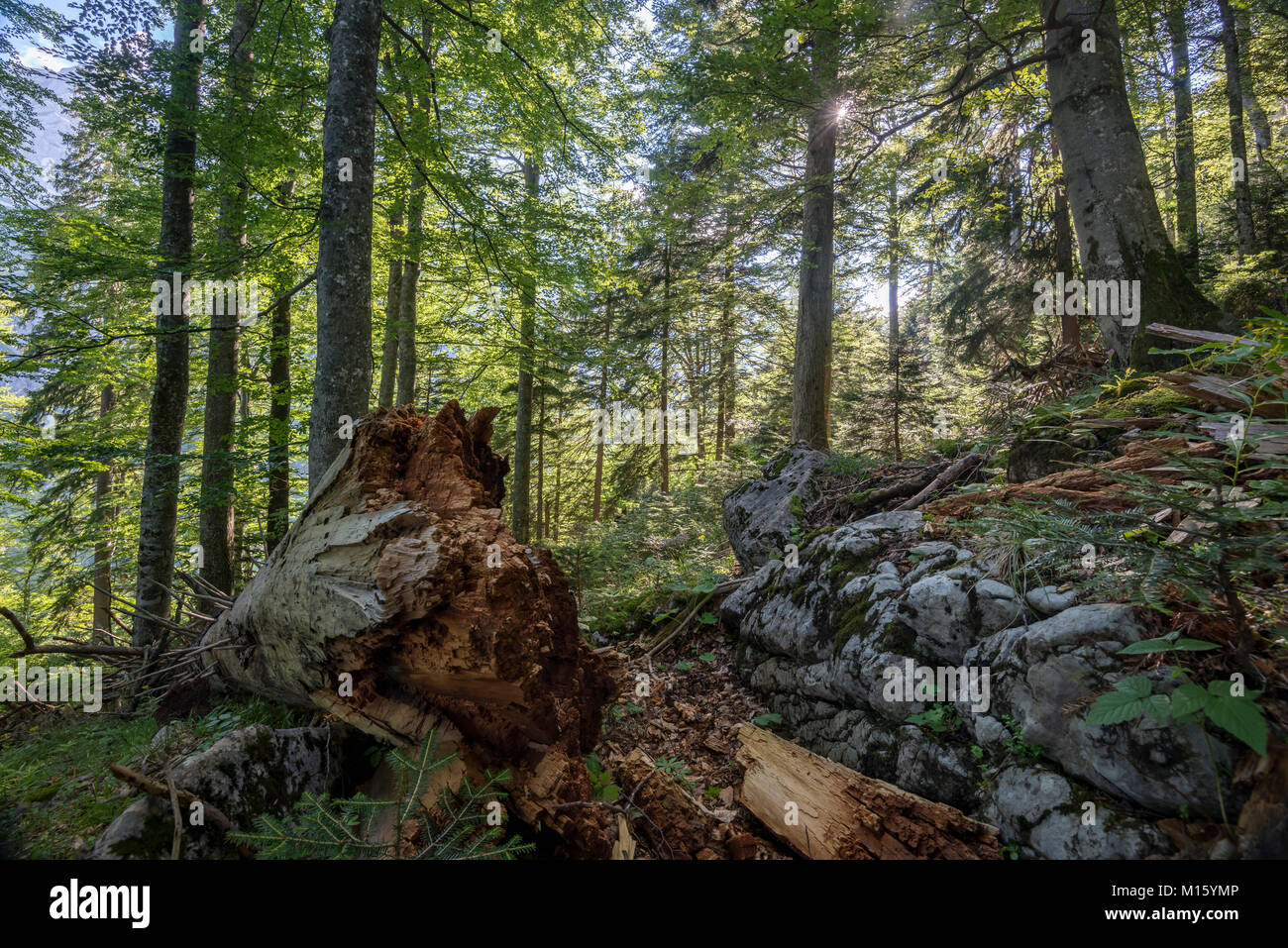 Deadwood in Austria l'ultima foreste vergini,foresta primaria,Kalkalpen Parco Nazionale,Austria Superiore,Austria Foto Stock