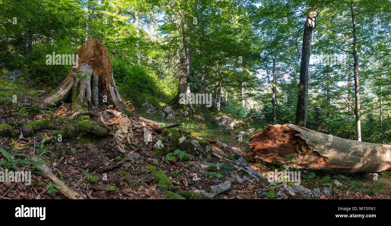 Deadwood in Austria l'ultima foreste vergini,foresta primaria,Kalkalpen Parco Nazionale,Austria Superiore,Austria Foto Stock