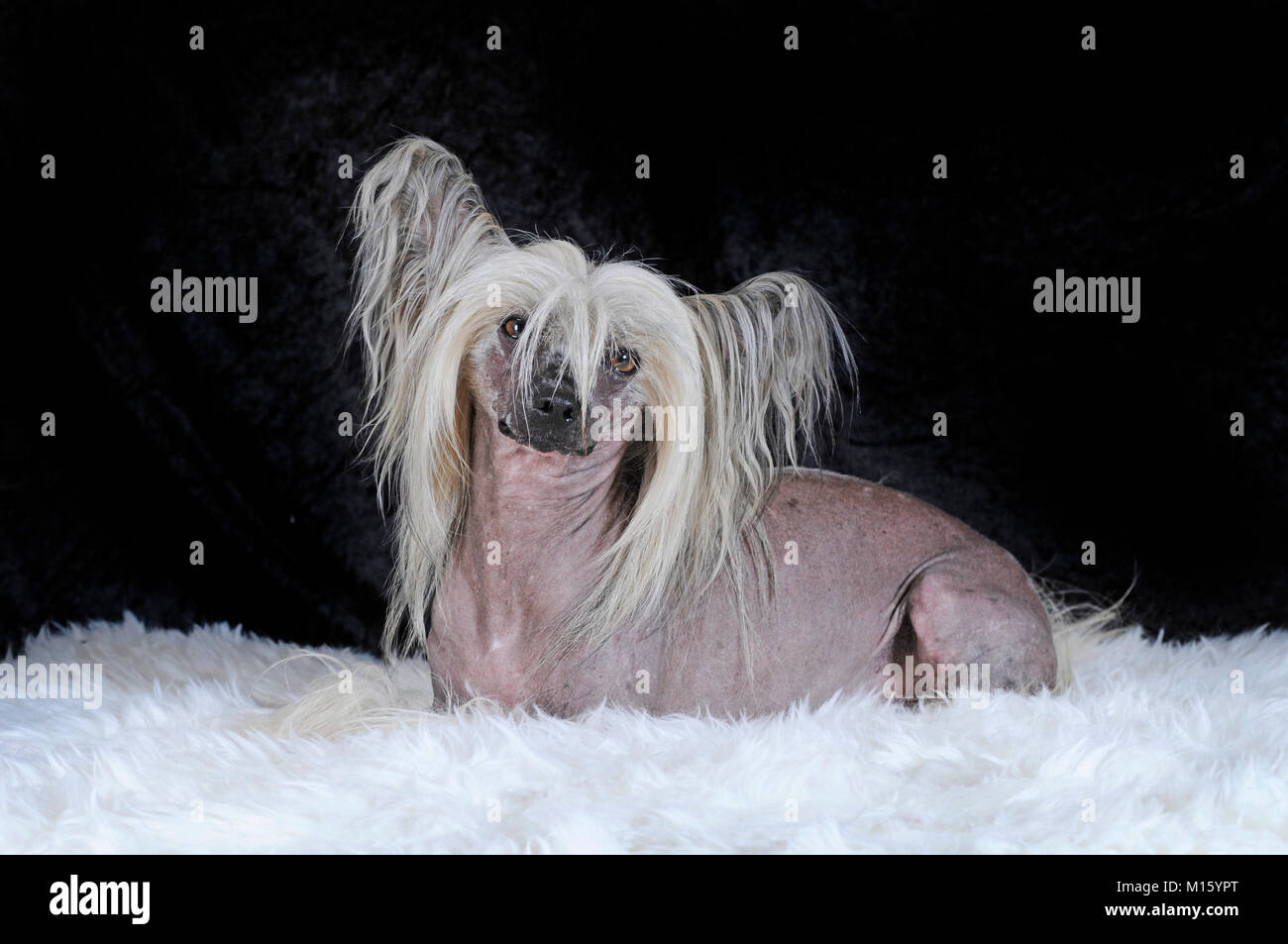 Cane di razza crestato cinese glabre,cane maschio,giacente sul pelo bianco,studio shot Foto Stock