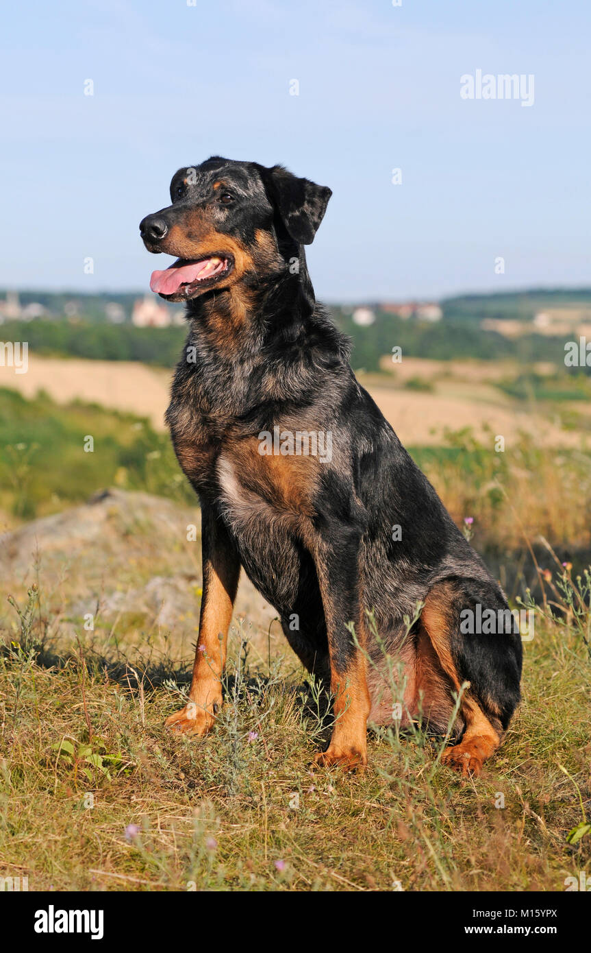 Arlecchino Beauceron,blue merle,cane maschio,seduta Foto Stock