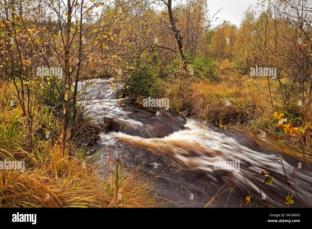 Creek in autunno,Hohes Venn,Monschau,Eifel,della Renania settentrionale-Vestfalia,Germania Foto Stock