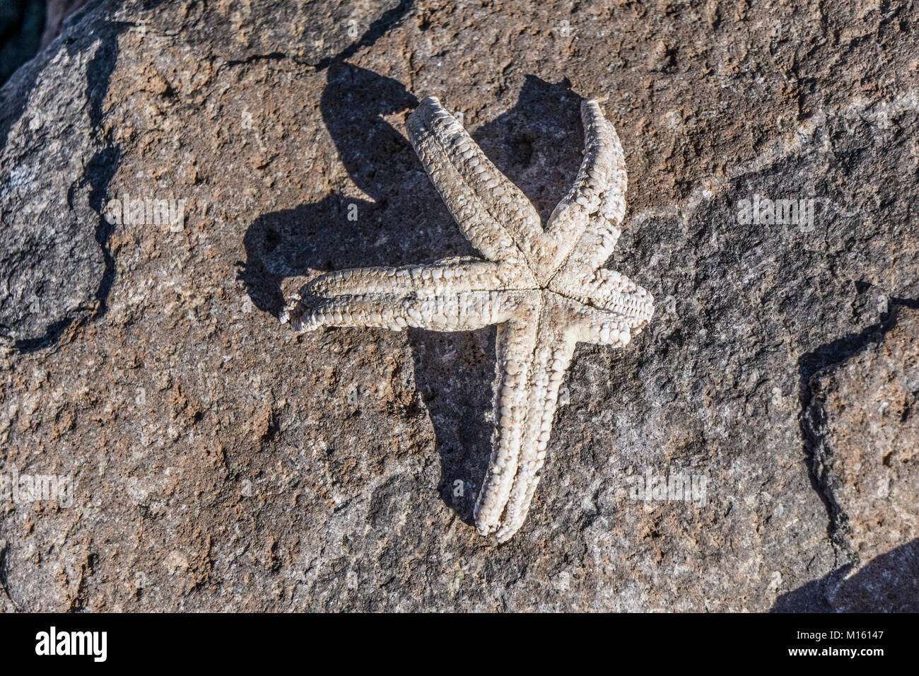 Bella imbiancata weathered vecchio starfish guscio posto sulla roccia erosa proietta ombra forte in condizioni di luce solare intensa su sottosviluppato Bahia San Carlos a riva Foto Stock
