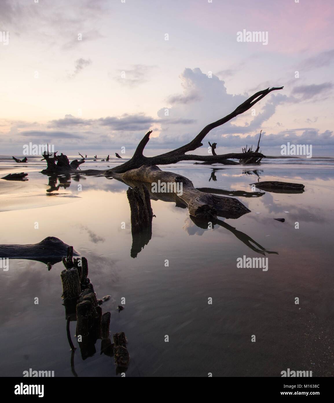 Bellissimo paesaggio marino e la spiaggia con un cielo espressive e driftwood e gli alberi morti sulla spiaggia al tramonto sulla spiaggia di cimitero in Carolina del Sud Foto Stock