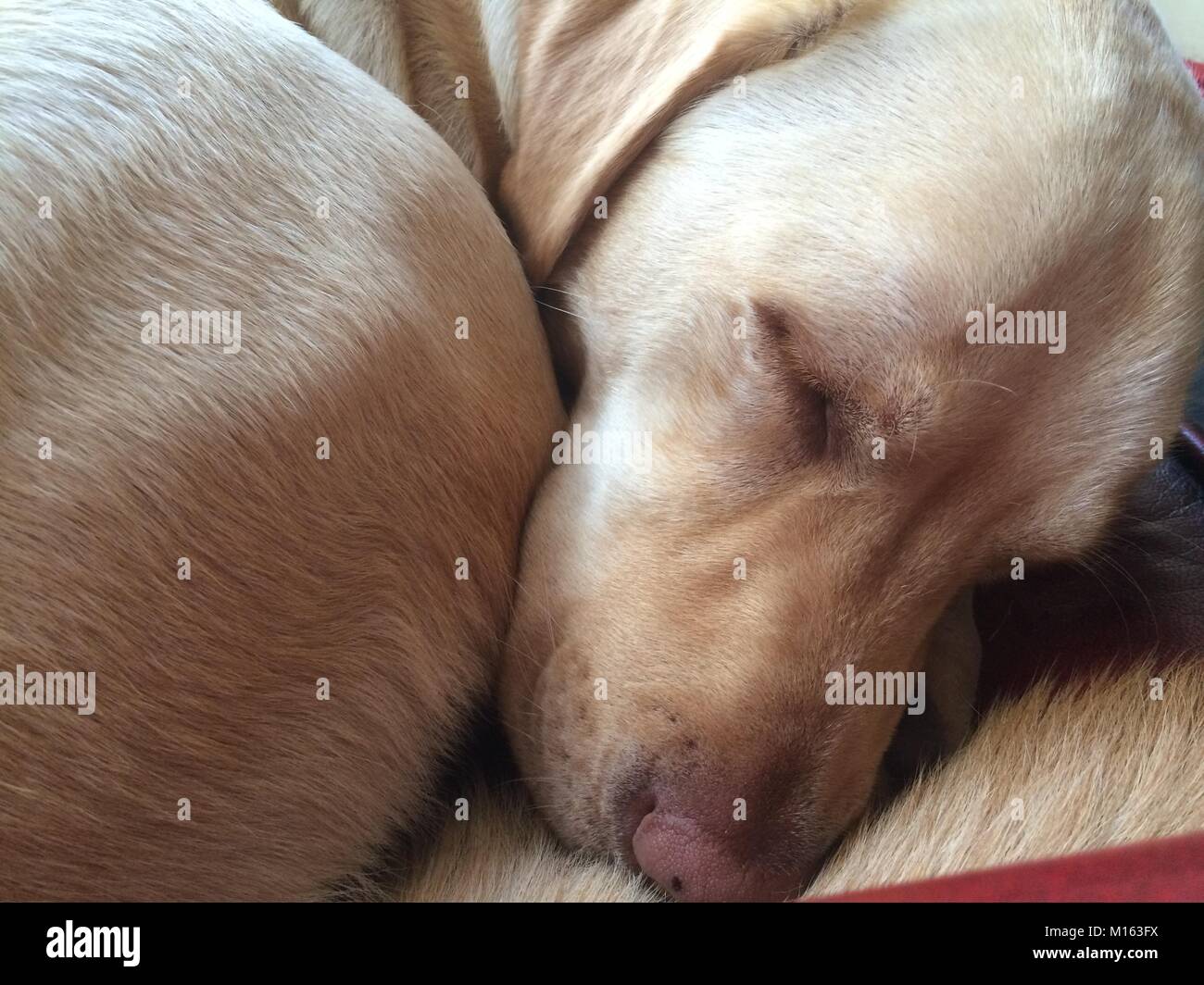 Close up di un sonno giallo Labrador arricciato Foto Stock