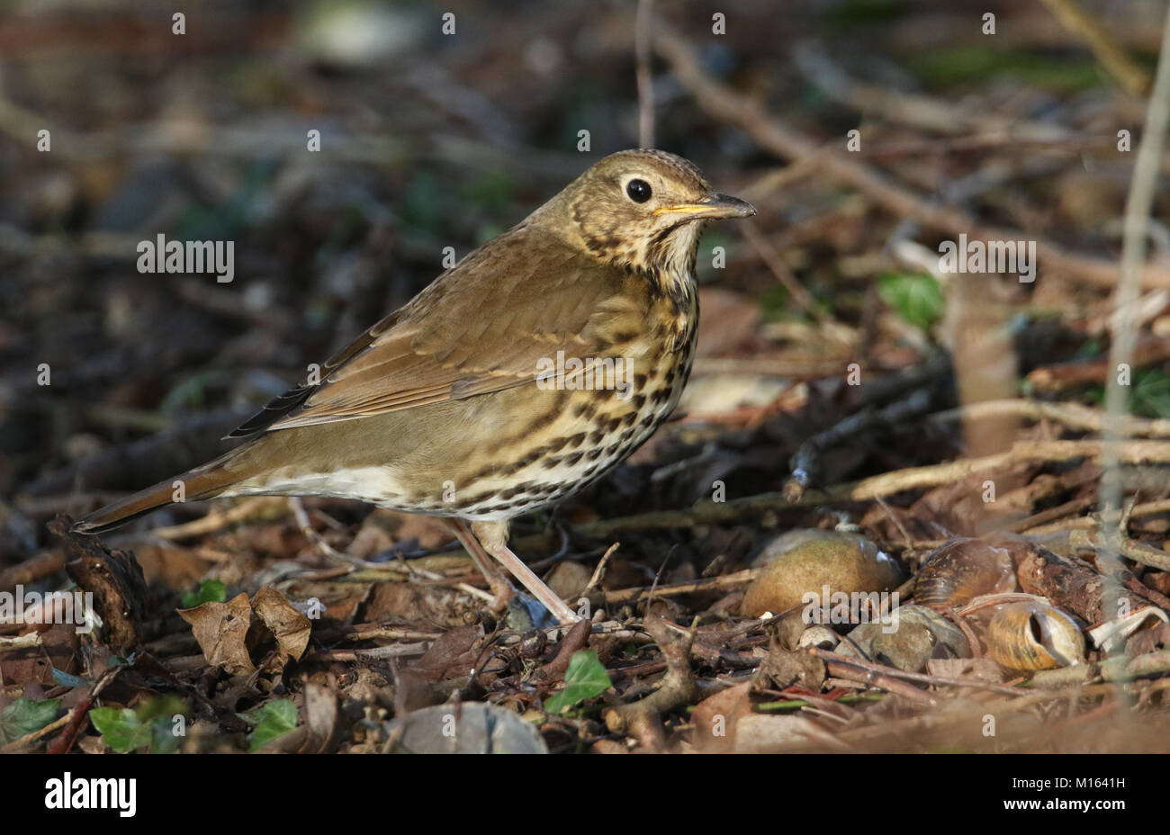 Un incredibile Tordo (Turdus philomelos) in piedi sul suolo sotto il sole. Essa è stata aperta di cracking di una lumaca sulla pietra di fronte ad esso. Foto Stock