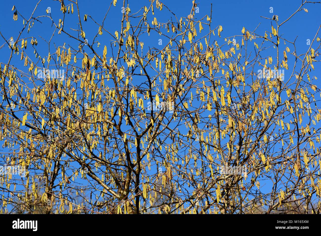 Hazel amenti contro un cielo blu Corylus avellana Foto Stock