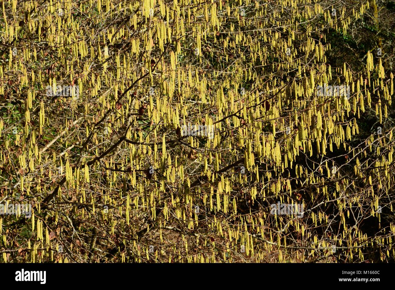 Una profusione di hazel amenti Corylus avellana Foto Stock