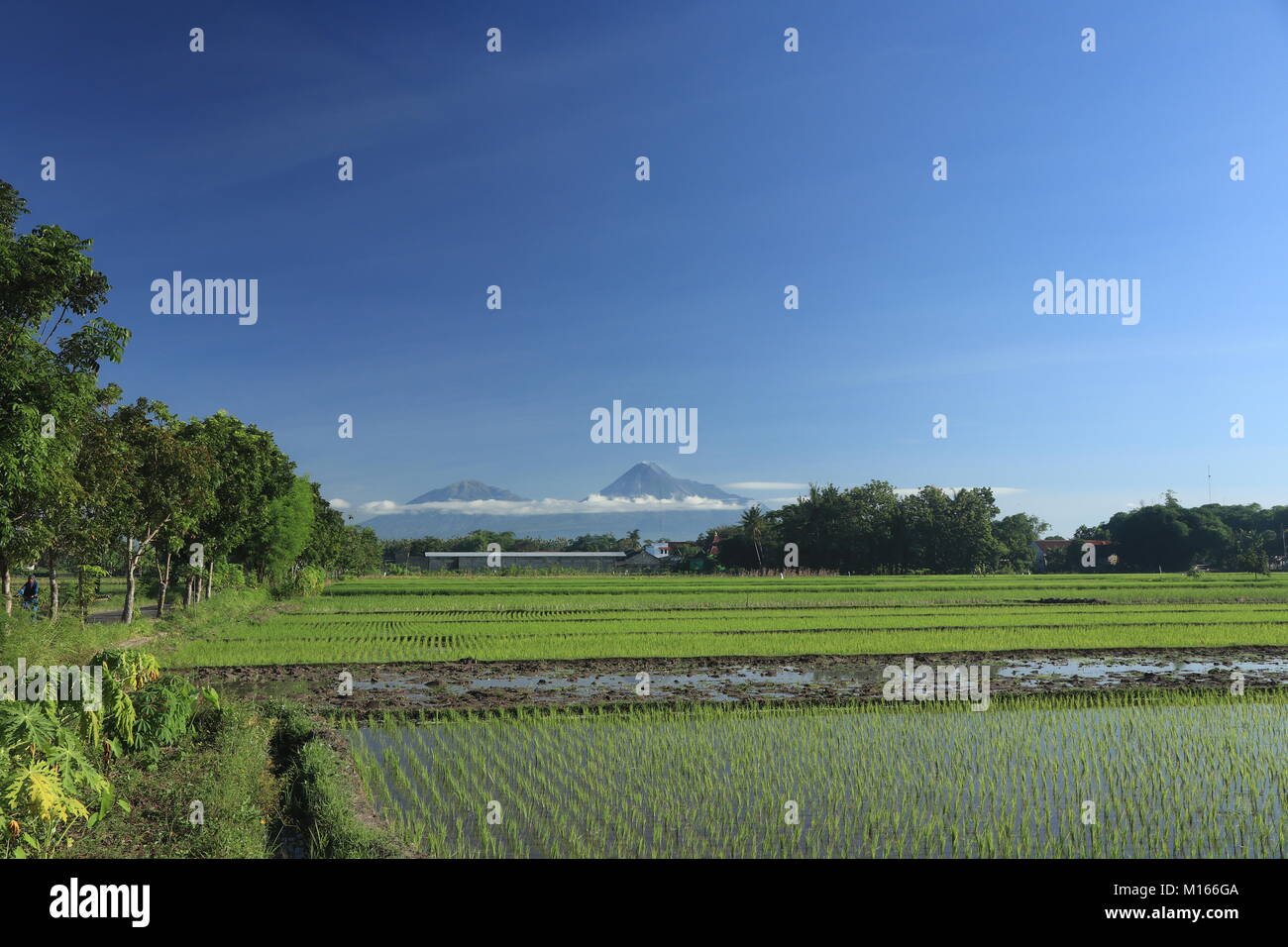 Wet campo di riso Foto Stock