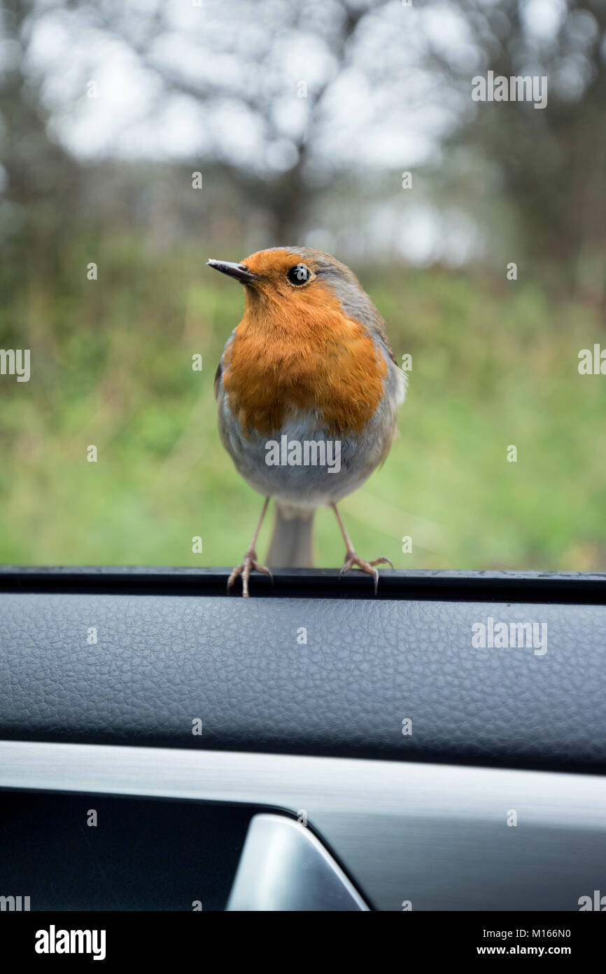 Robin; Erithacus rubecula singolo su porta auto Cornwall, Regno Unito Foto Stock