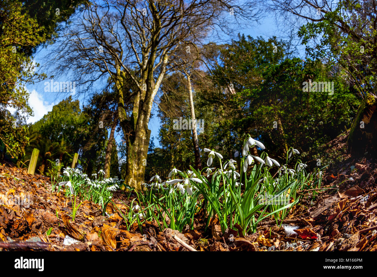 Giardino Trebah; Snowdrops; Cornovaglia; Regno Unito Foto Stock