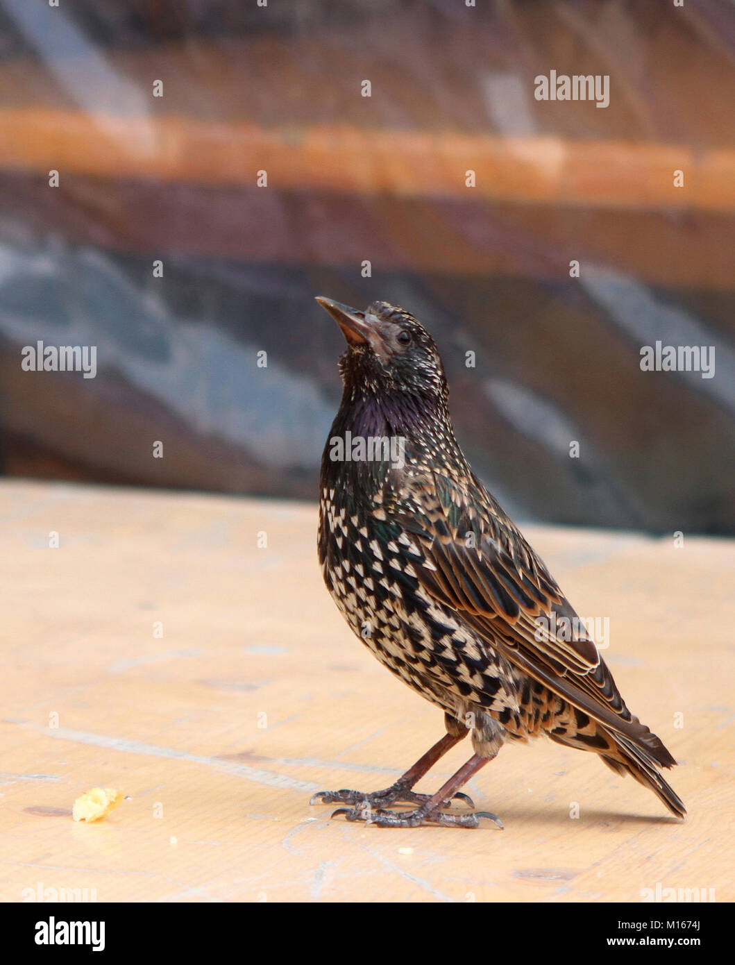 Un Europeo starling (Sturnus vulgaris), Parigi, Francia. Foto Stock