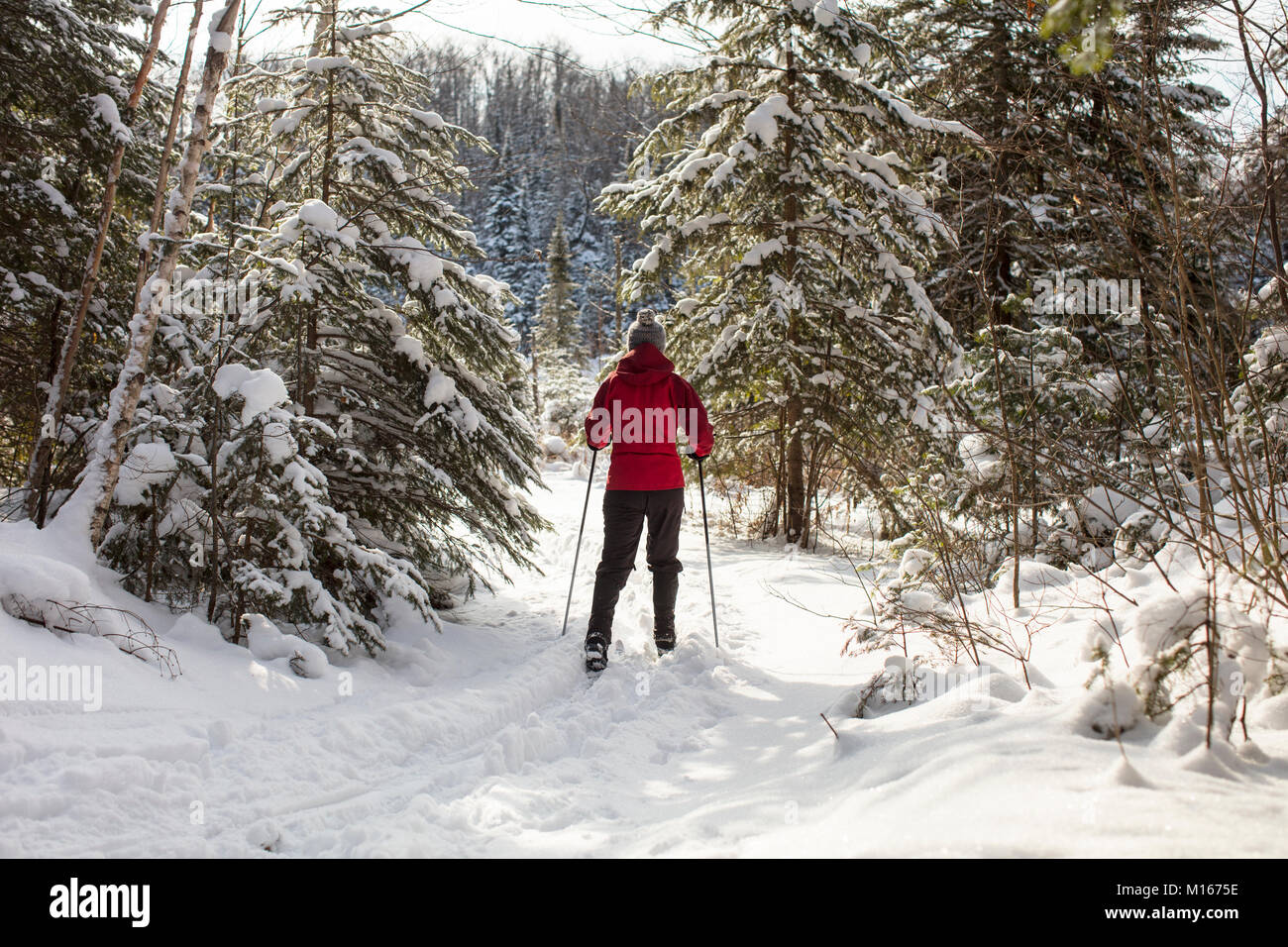 MAYNOOTH, Ontario, Canada - 4 Gennaio 2018: una donna in un cappotto rosso sci di fondo sci attraverso la foresta. ( Ryan Carter ) Foto Stock