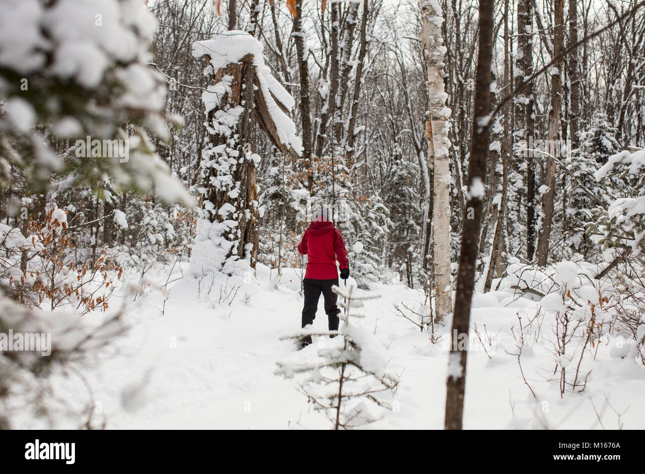 MAYNOOTH, Ontario, Canada - 4 Gennaio 2018: una donna in un cappotto rosso sci di fondo sci attraverso la foresta. ( Ryan Carter ) Foto Stock