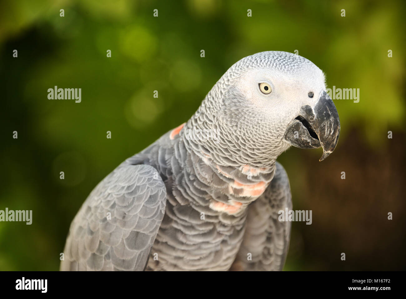 Pappagallo grigio africano - Psittacus erithacus Foto Stock
