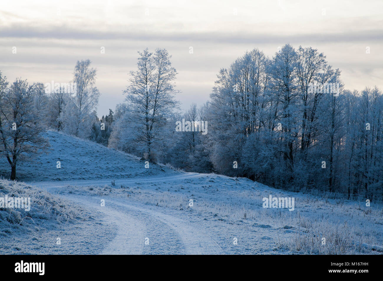 Paesaggio invernale con gelo in alberi Foto Stock