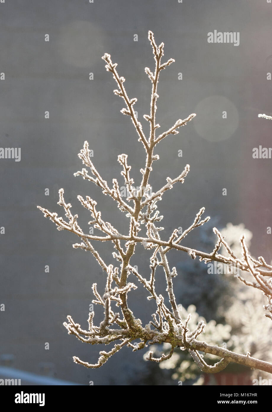 Paesaggio invernale con la brina nel ramo di albero 2018 Foto Stock