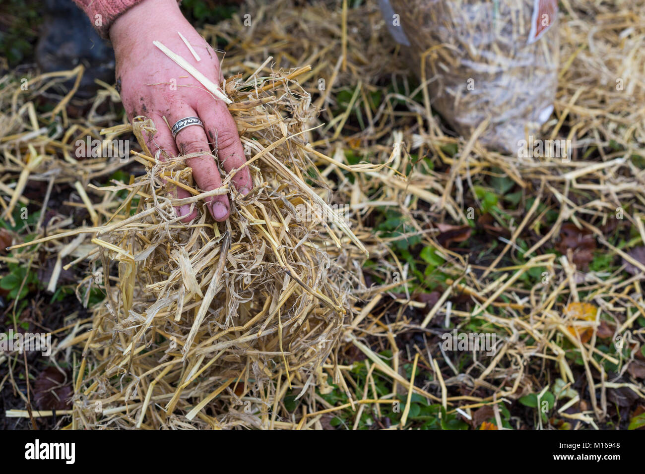 Aggiunta di un'Orzo strame di paglia di piante di fragola per proteggere dal gelo invernale Foto Stock
